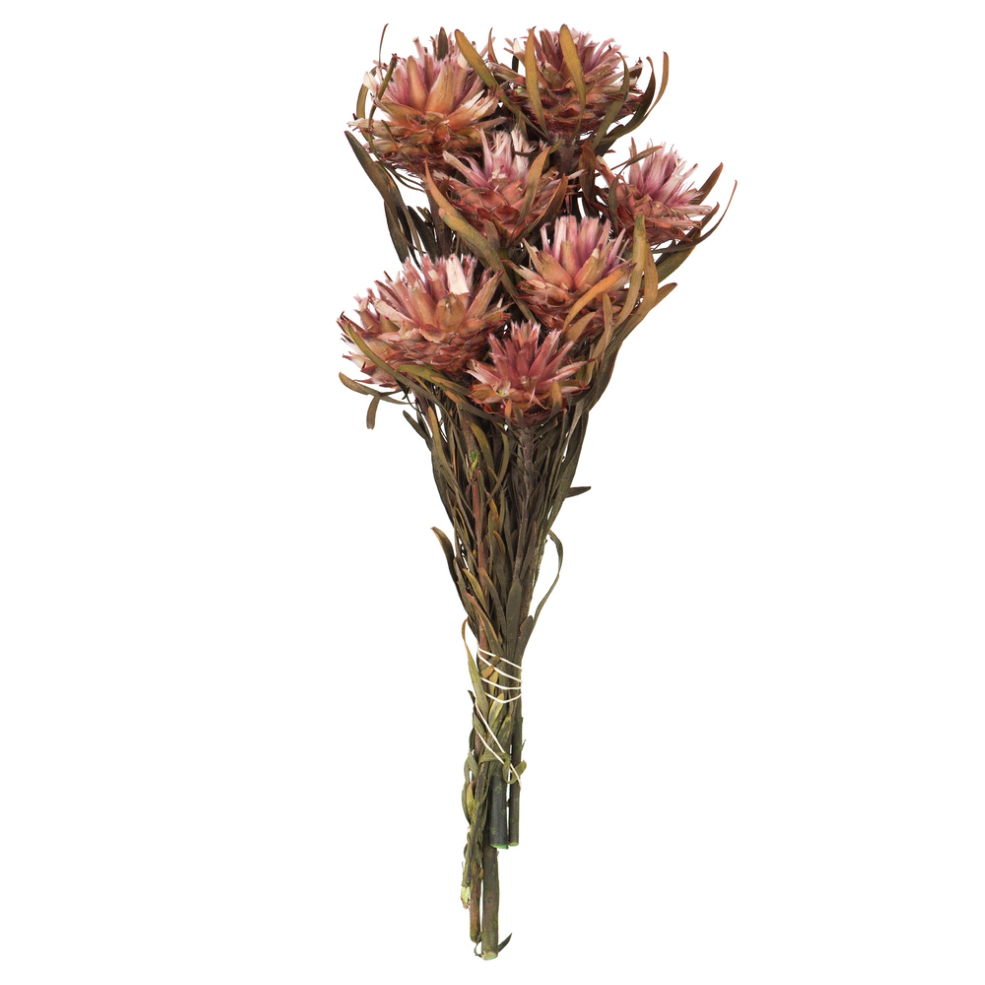 8-20” Erica Pink Plumosum Bundle 8 Heads