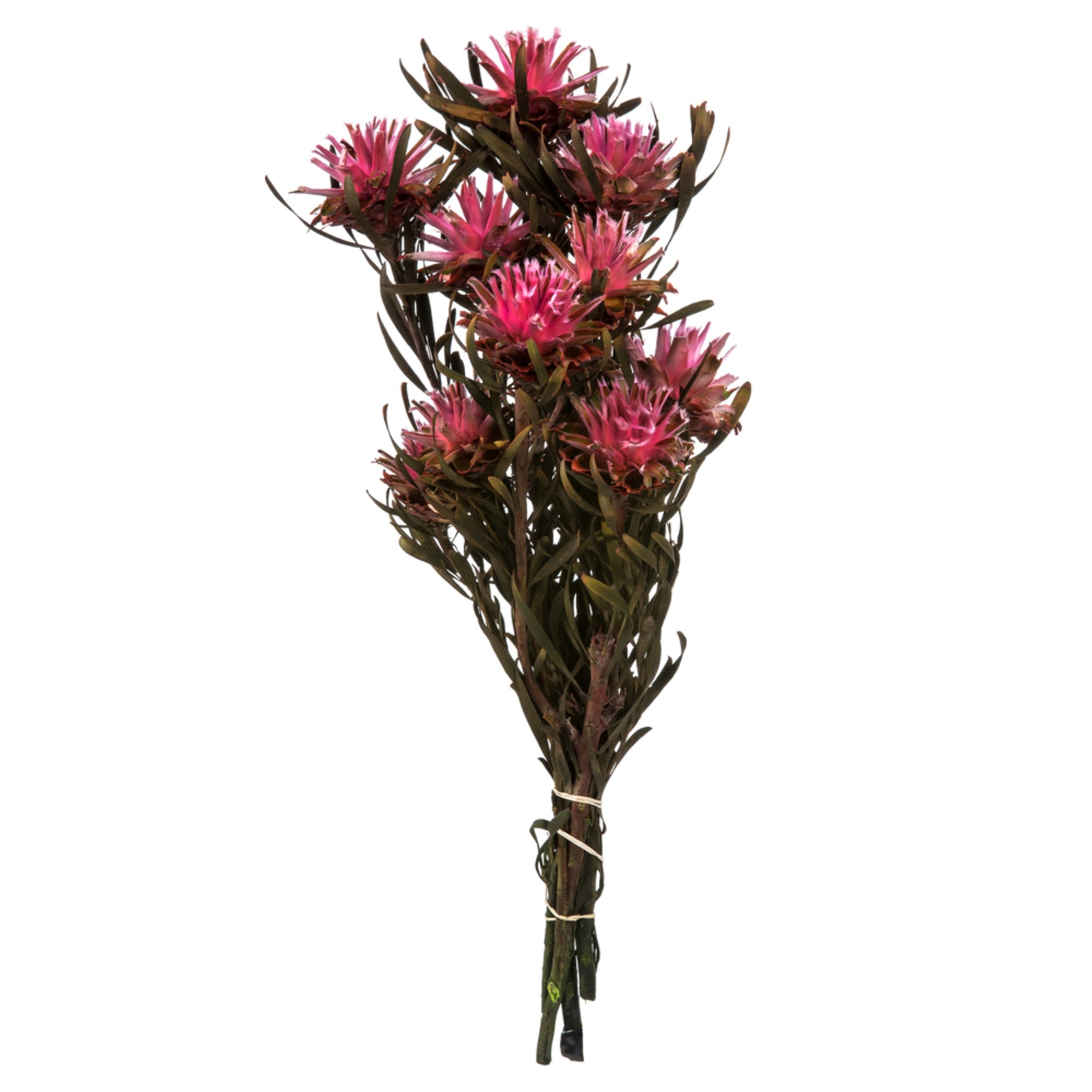 8-20” Pink Punch Plumosum Bundle13 Heads