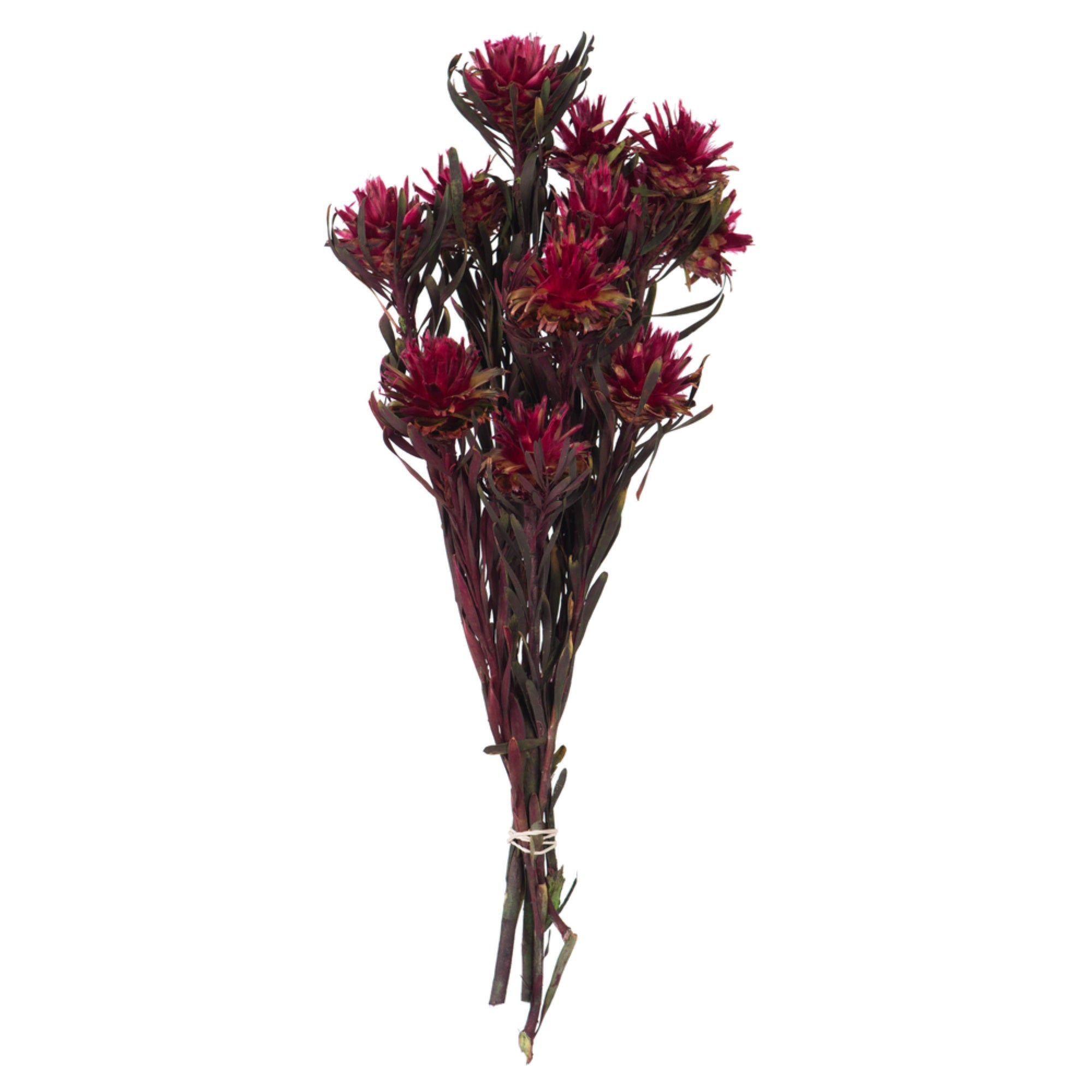 8-20” Merlot Plumosum Bundle - 13 Heads