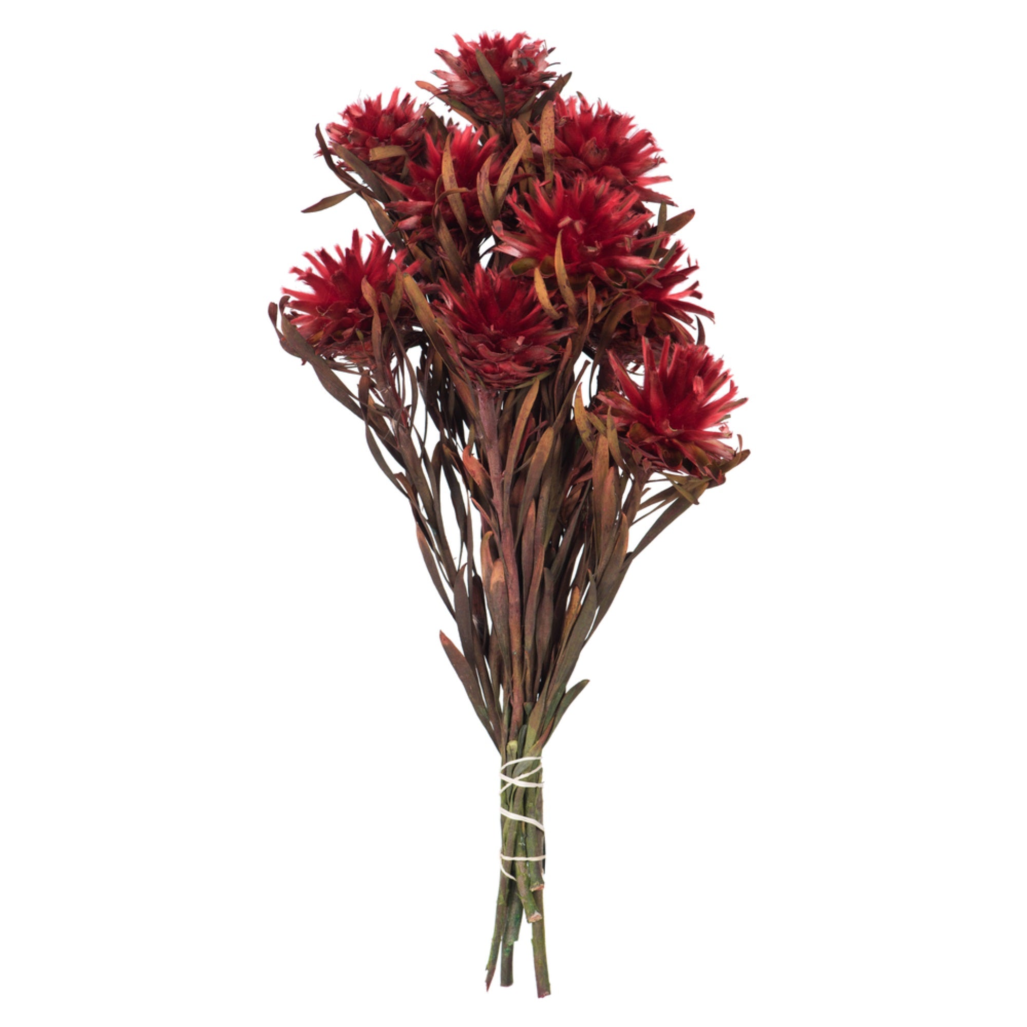 8-20” Red Plumosum Bundle - 13 Heads
