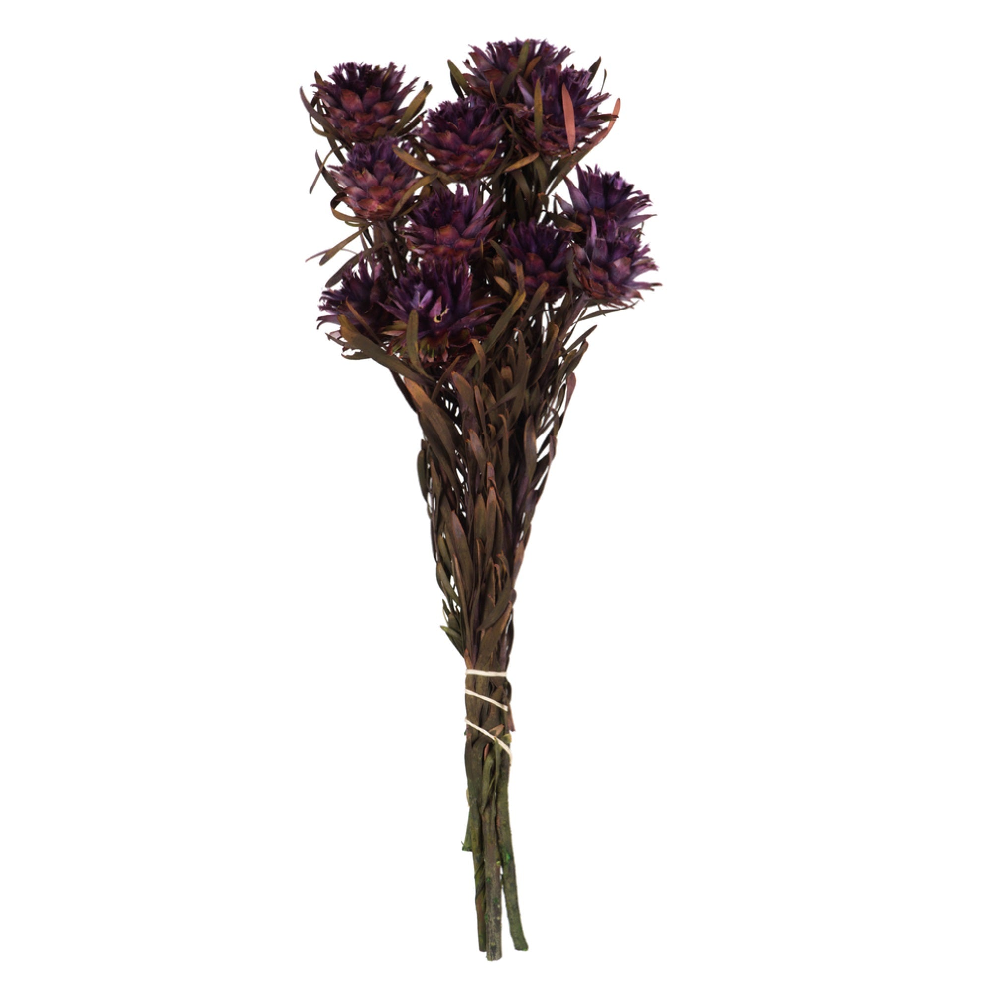 8-20” Violet Plumosum Bundle 8 Heads
