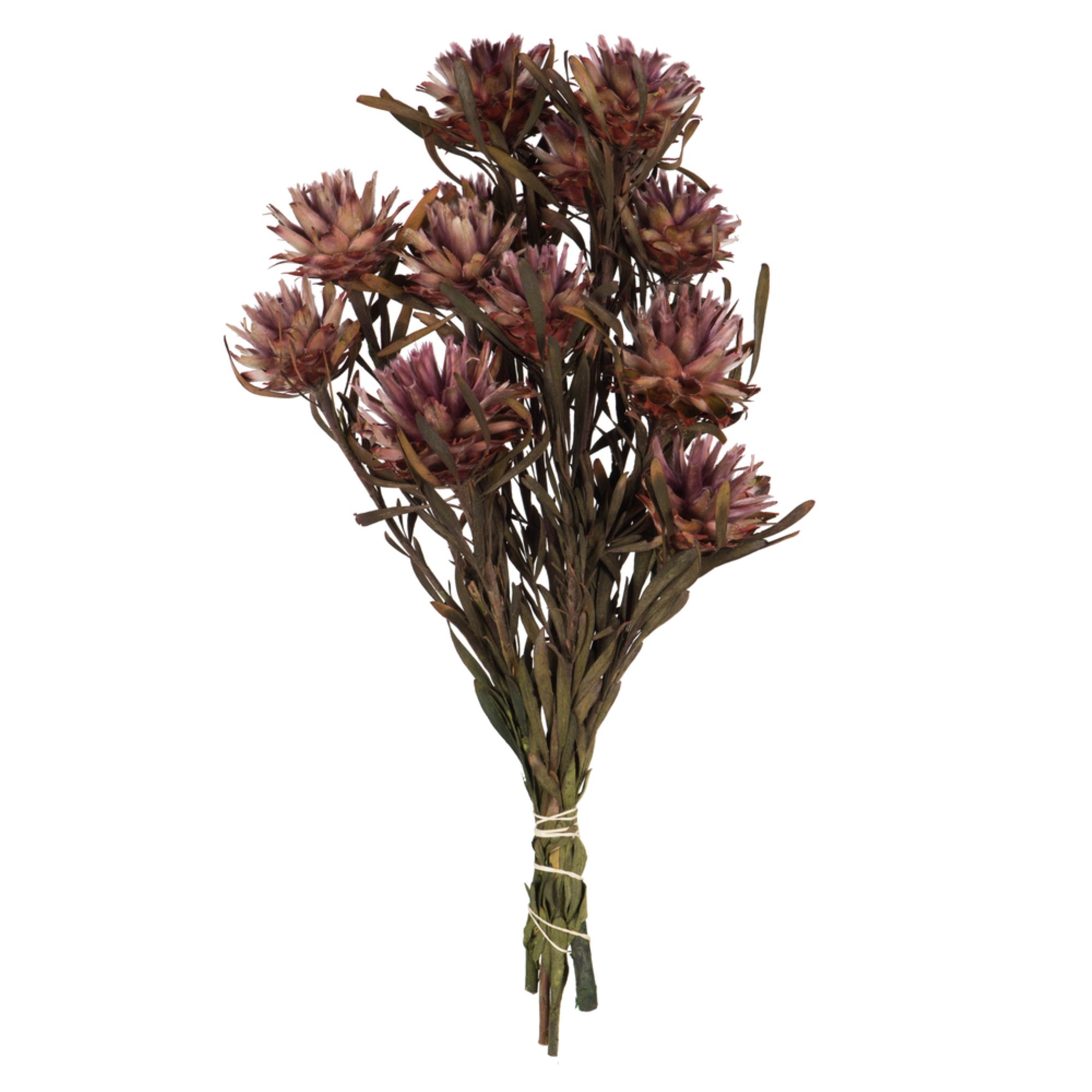 8-20” Purple Orchid Plumosum Bundle 8 Hd