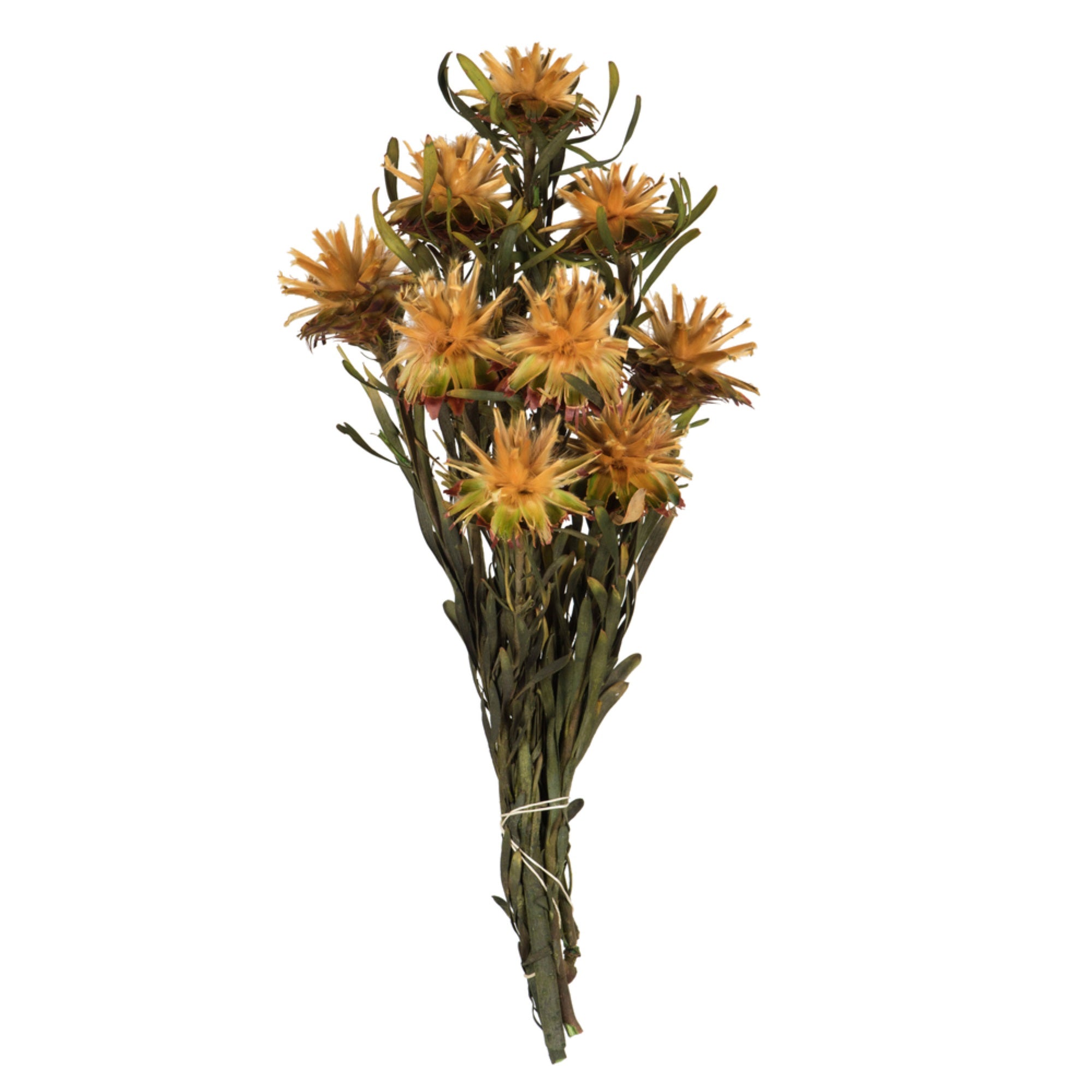 8-20” Aspen Gold Plumosum Bundle 8 Heads