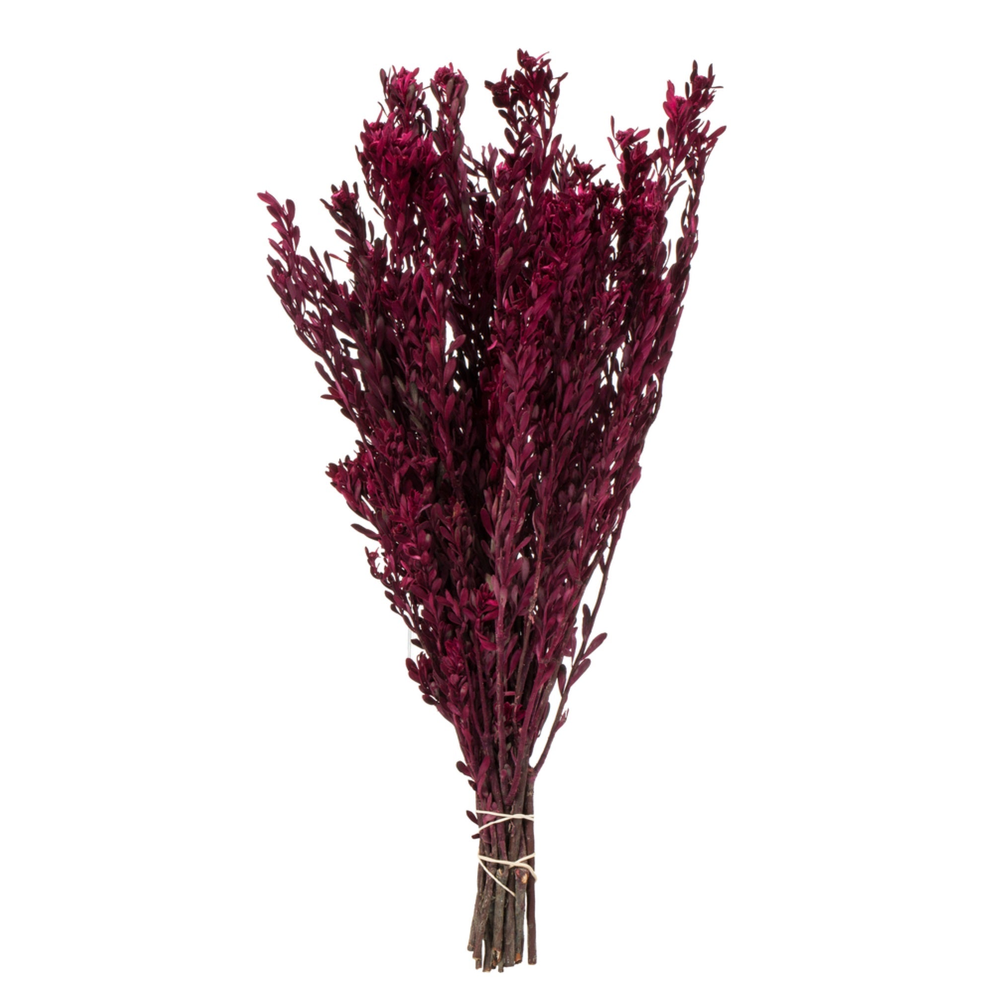 18-20” Merlot Pubescens Bundle 5oz