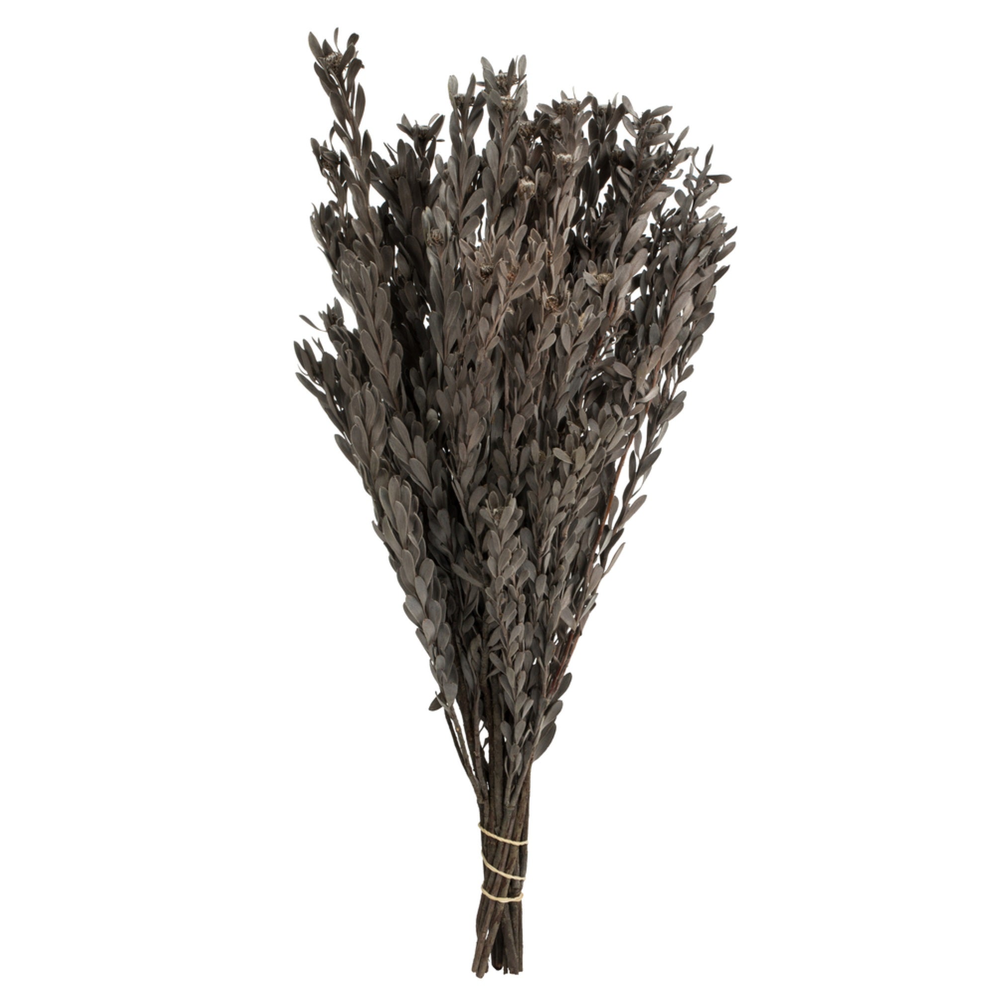 18-20” Silver White Pubescens Bundle 5oz
