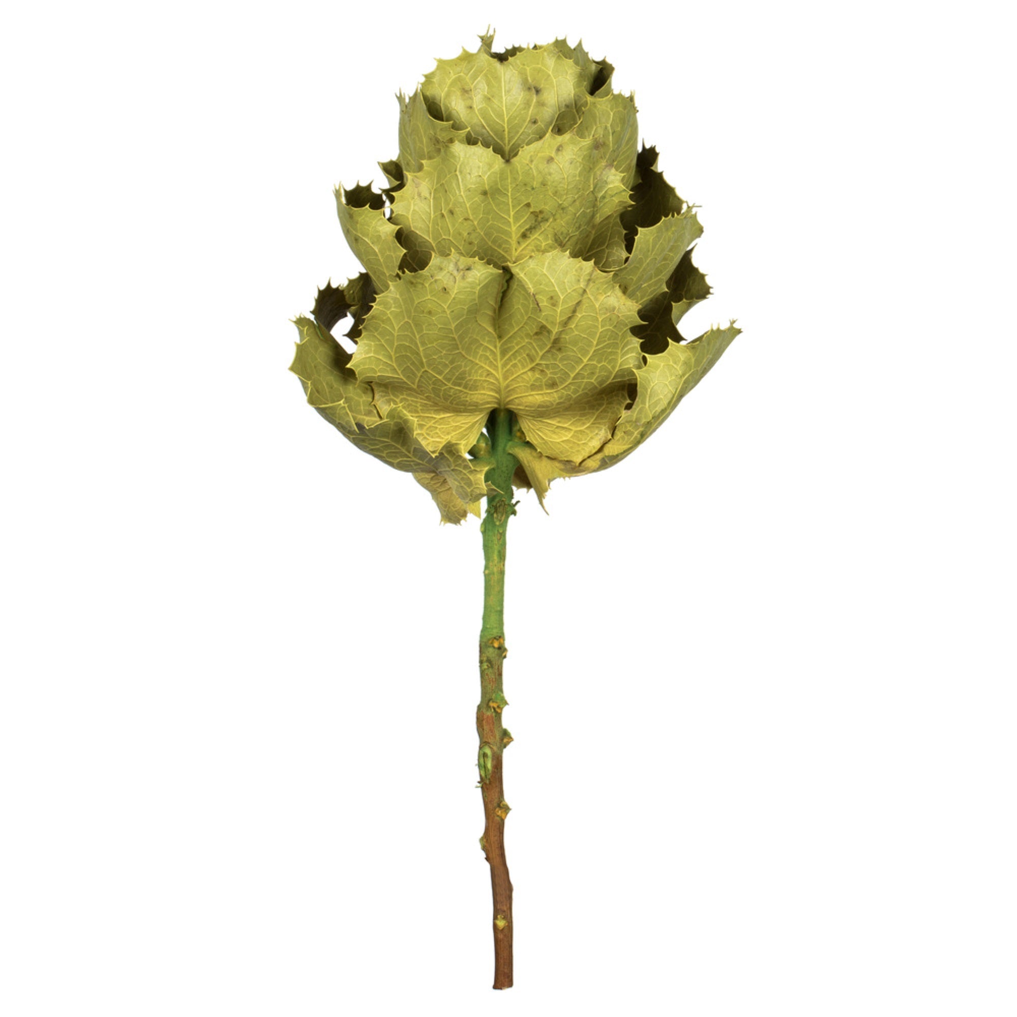 Vickerman 8” flower Basil Queen Flower 1 stem Dried