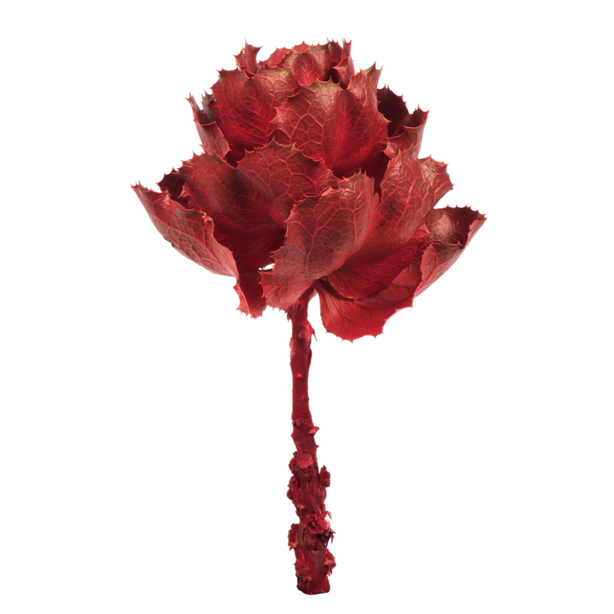 Vickerman 8” Dried Red Queen Flower