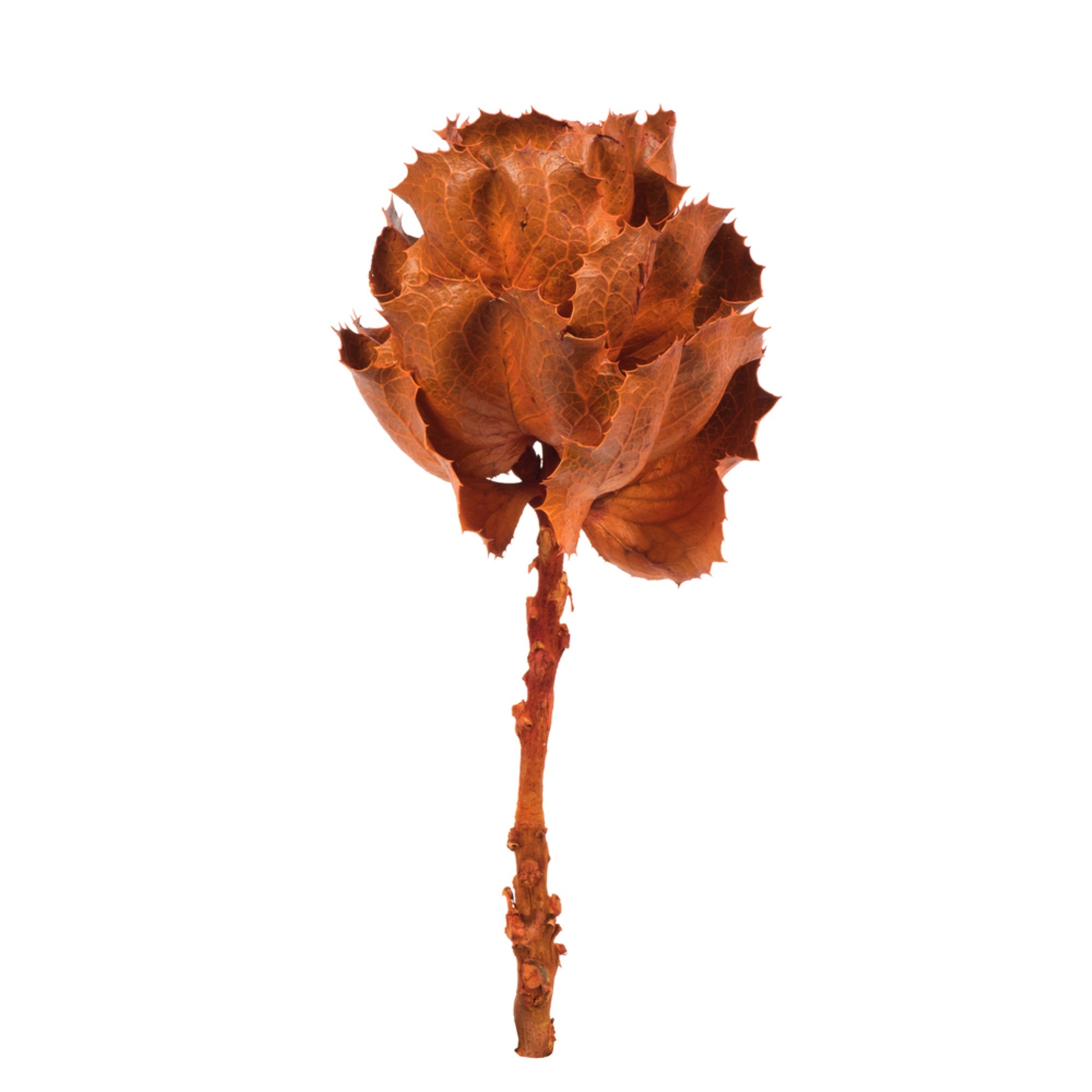 Vickerman 8” flower Autumn Queen Flower 1 stem Dried