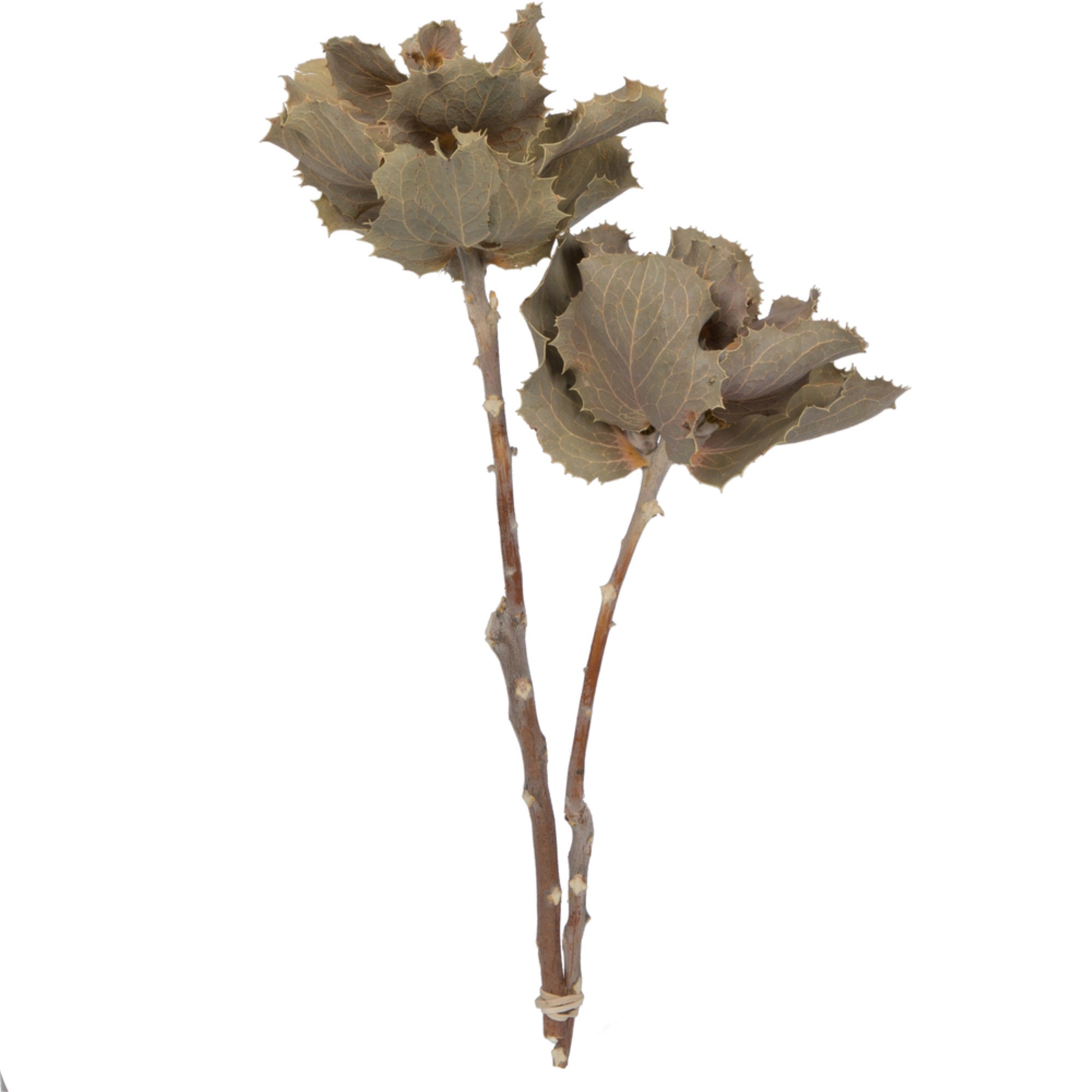 Vickerman Natural Botanicals 14” x 6” Queen Flower Small 2 heads per unit
