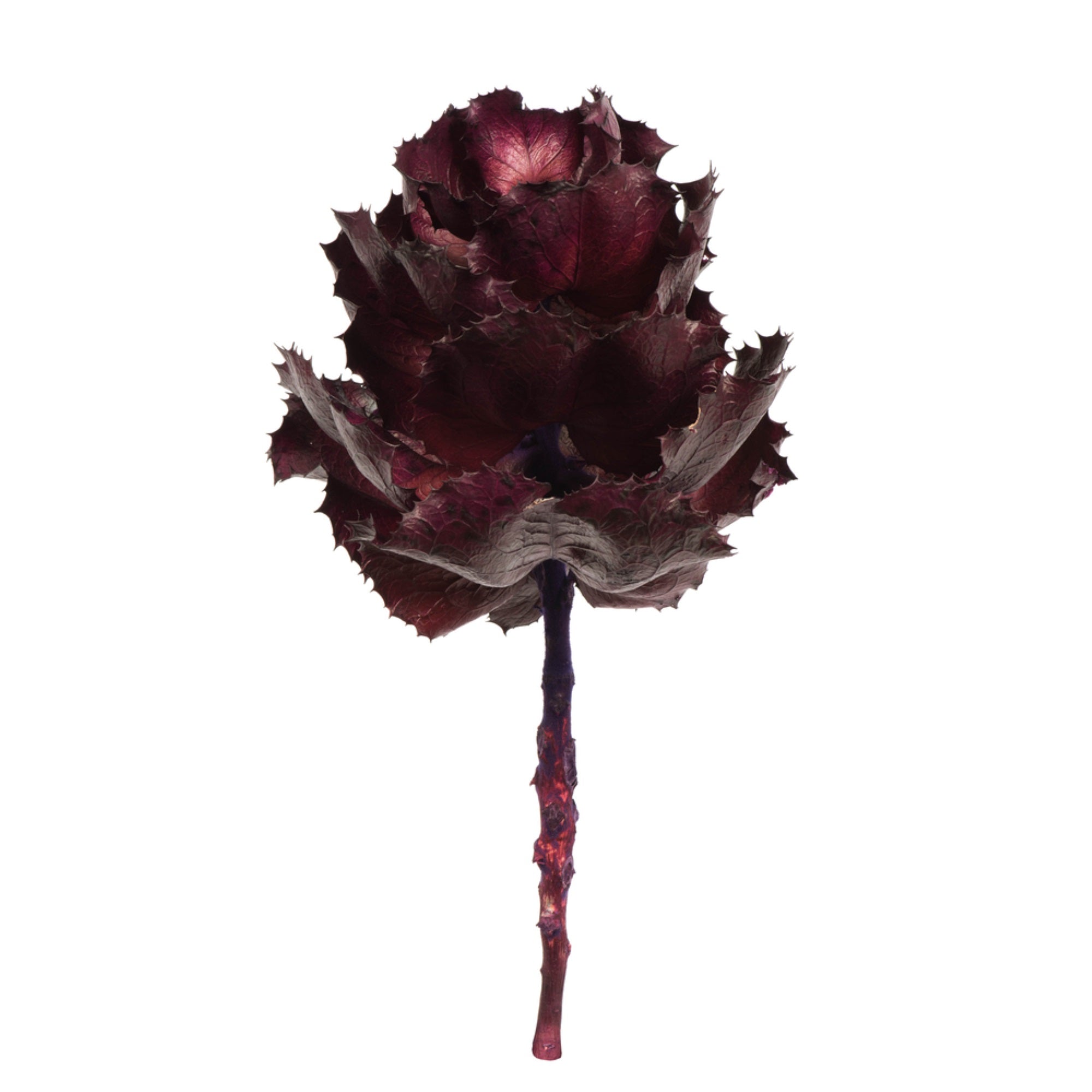 Vickerman 6” - 7” Queen Flower Medium Violet For Receiving Only (CP-30) Dried