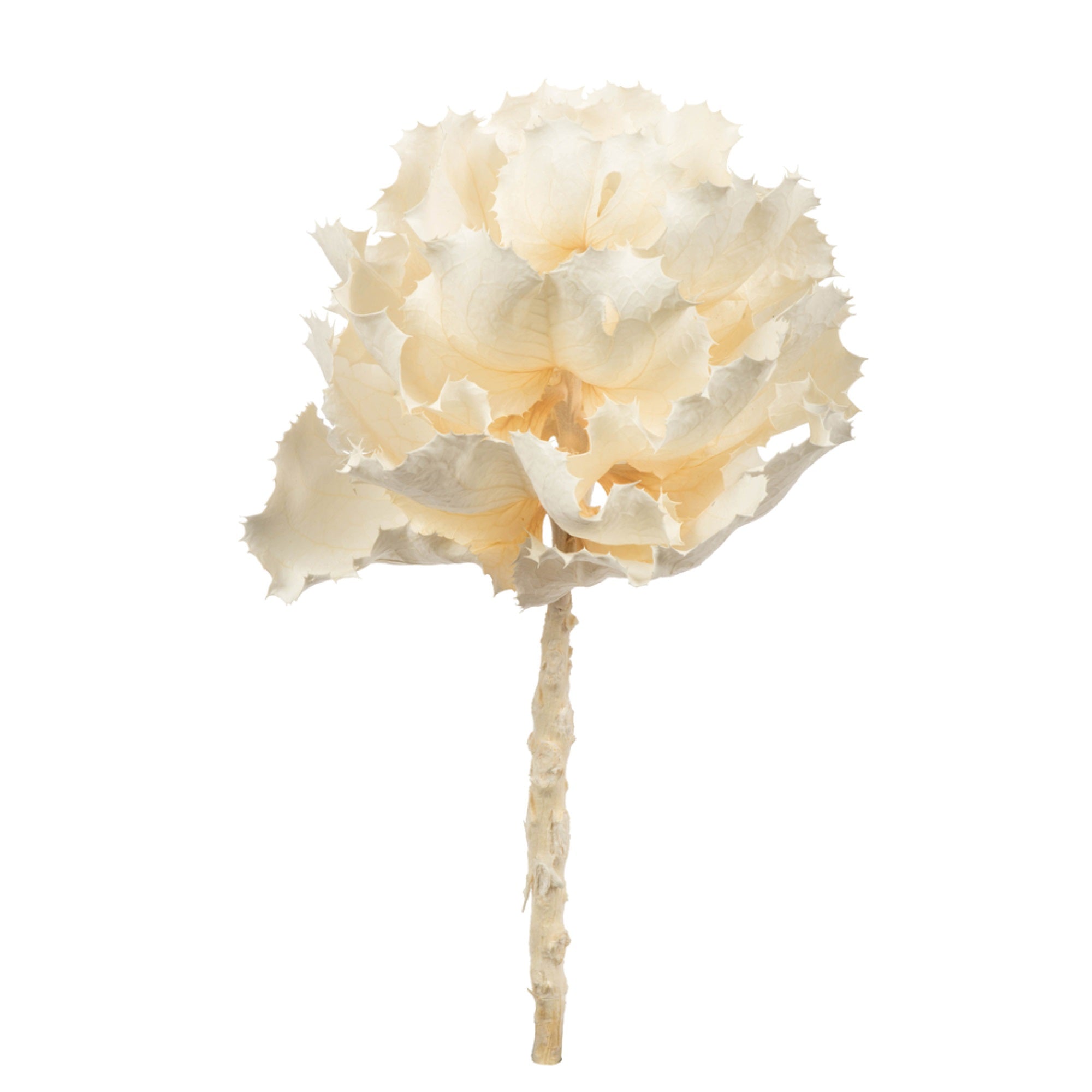 Vickerman 6” - 7” Queen Flower Medium Bleached For Receiving Only (CP-30) Dried