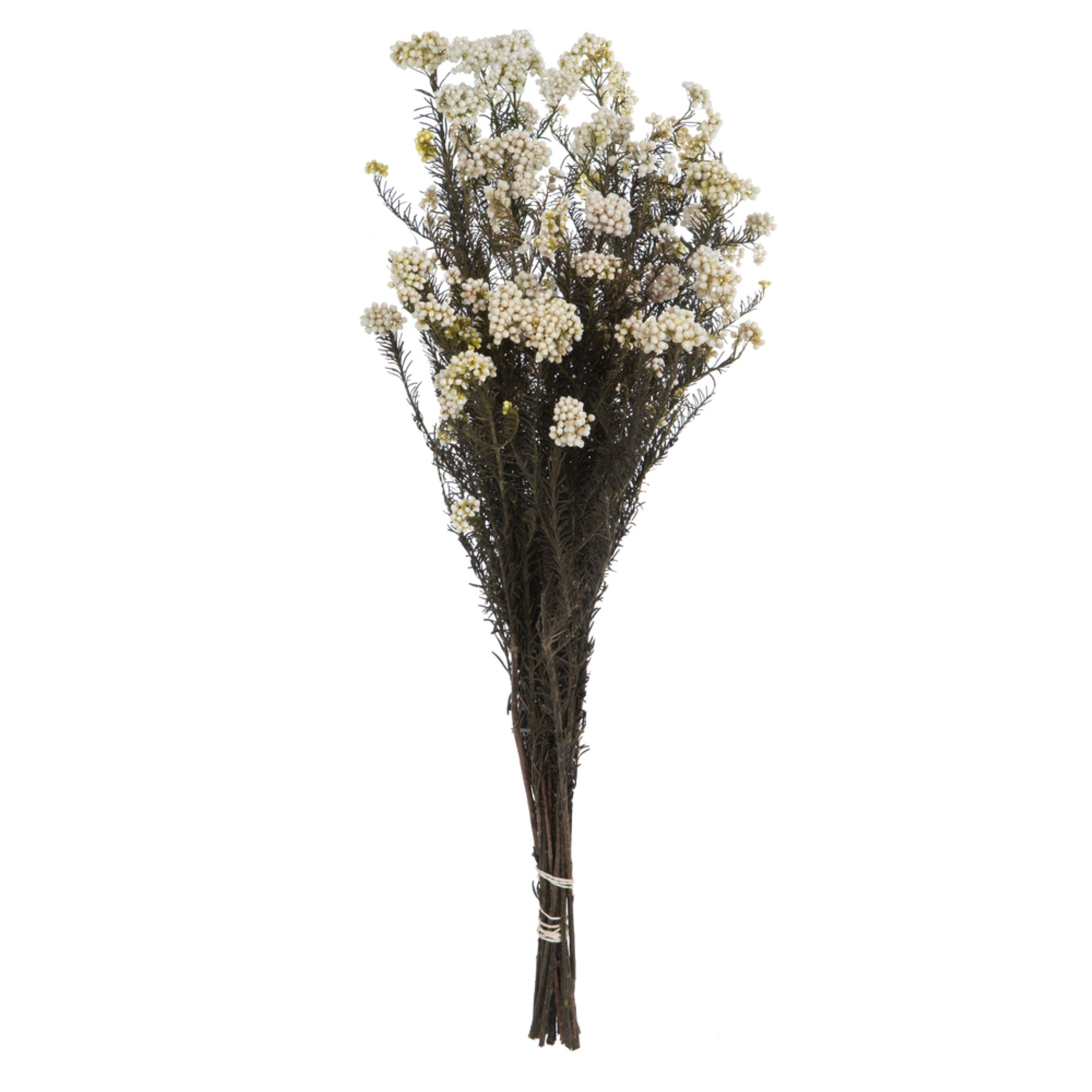 Vickerman 16” Natural White Rice Flower. Comes in a 4.25 oz Bundle. Preserved