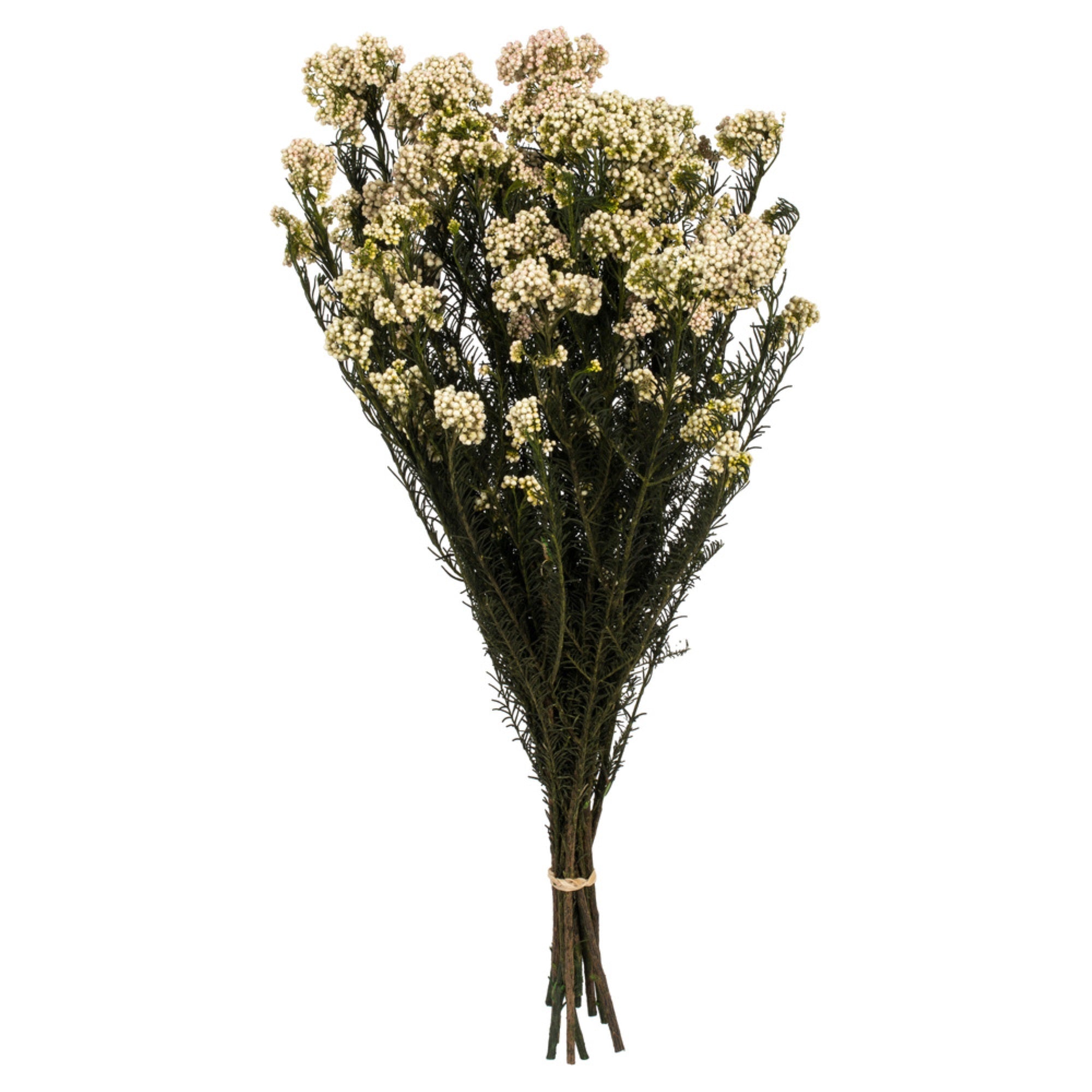 Vickerman 16” Natural Blush Rice Flower. Comes in a 4.25 oz Bundle. Preserved