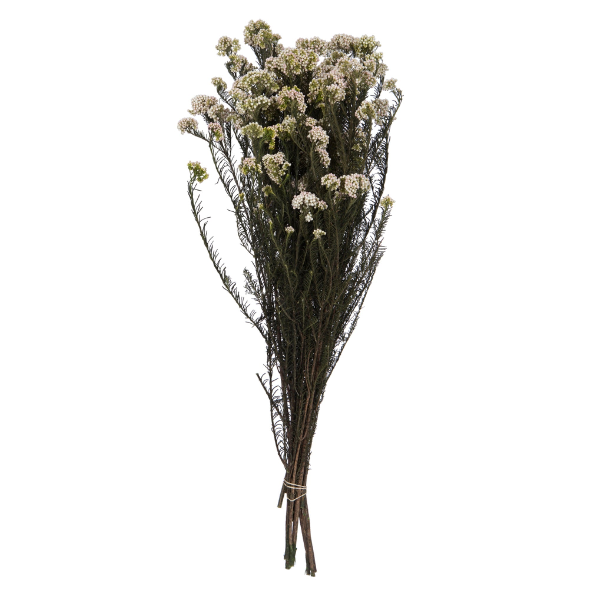 16” Pink Rice Flower Bunch 9.5oz