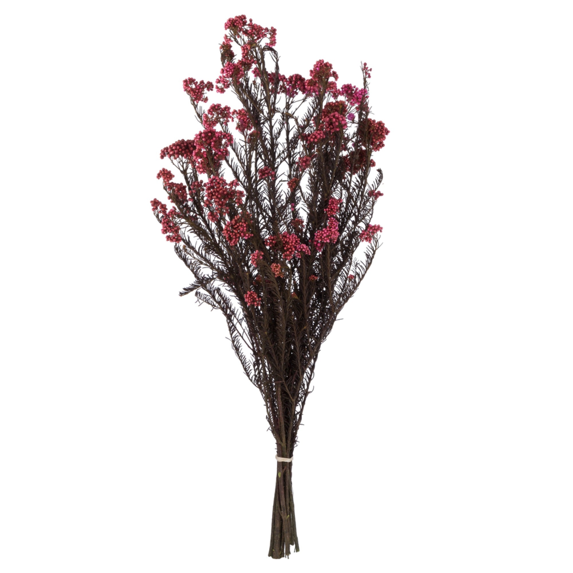 16-23” Pink Rice Flower Bunch 4.25oz