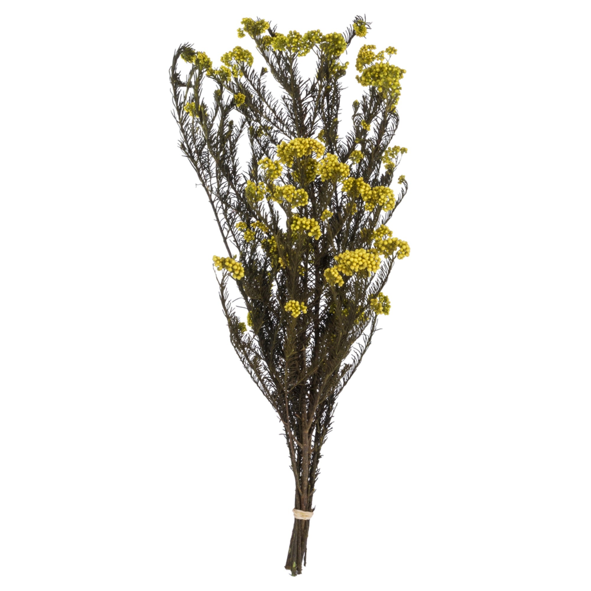 16” Yellow Rice Flower Bunch 9.5oz