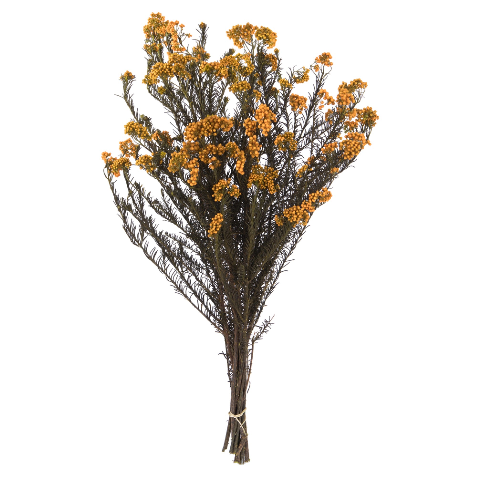 Vickerman 16” Autumn Rice Flower. Comes in a 4.25 oz Bundle. Preserved