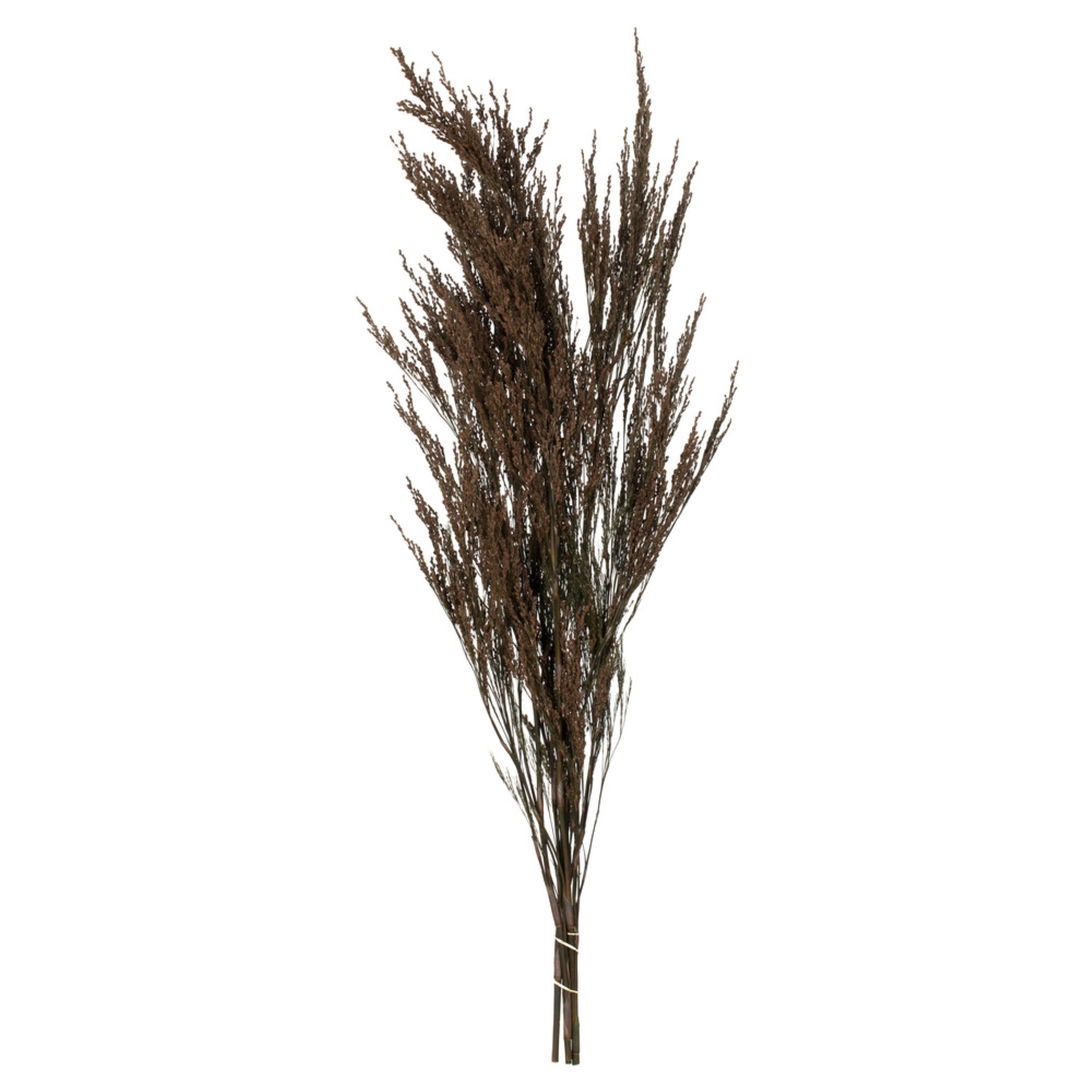 36-40” Green Reed Grass Bundle 8oz