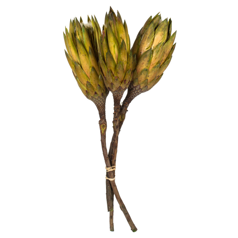 Vickerman 8-12” Basil Repens on Nat Stem 180/Cs - H1REP100