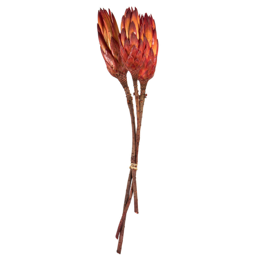 Vickerman 8-12” Nat. Red Repens on Nat Stem 180/Cs - H1REP475