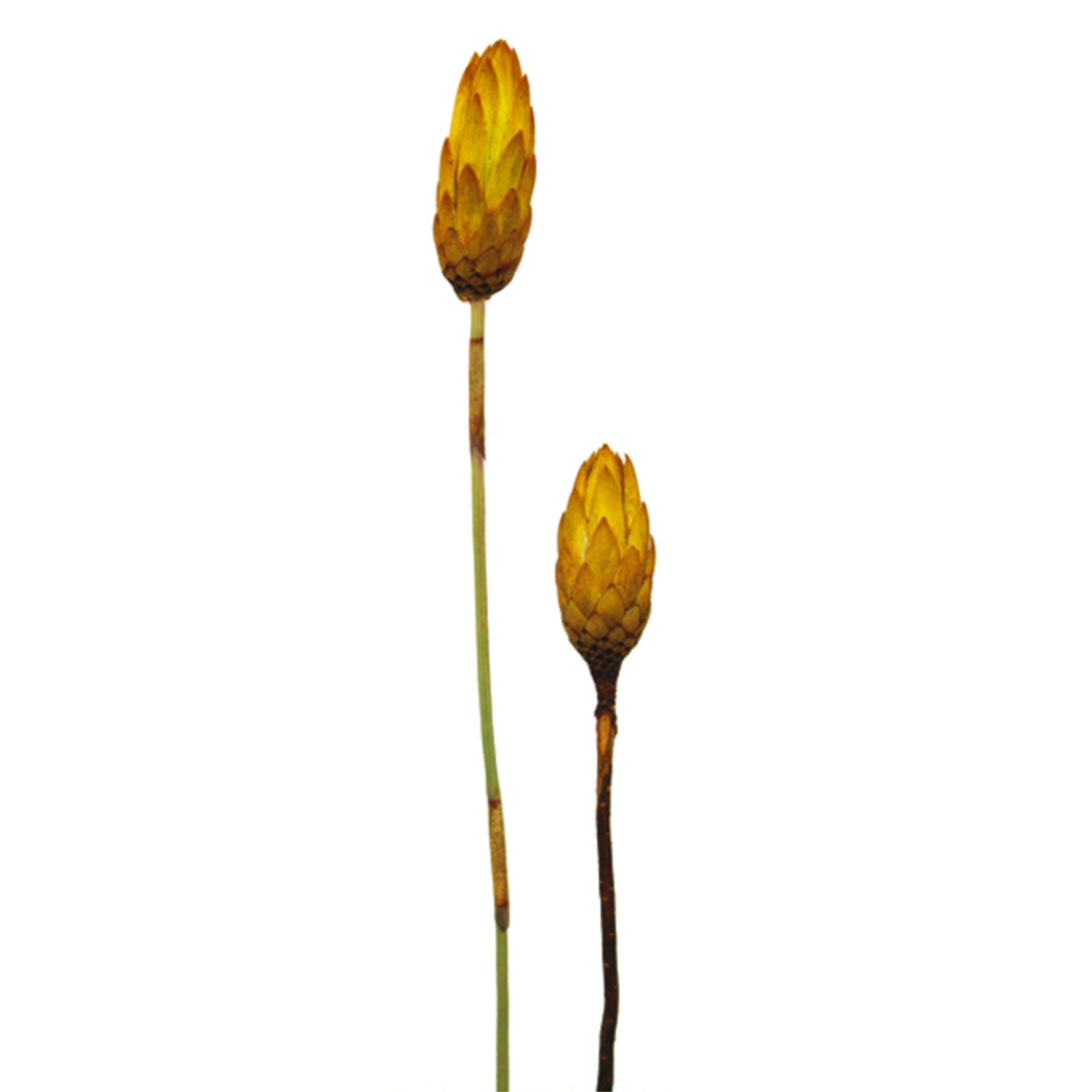 8-12” Lem Yellow Repens Nat Stem 180/Cs