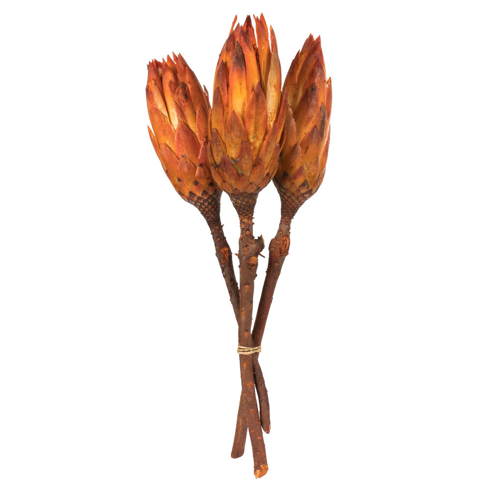 Vickerman 8-12” Nectarine Repens Nat Stem 180/Cs - H1REP775