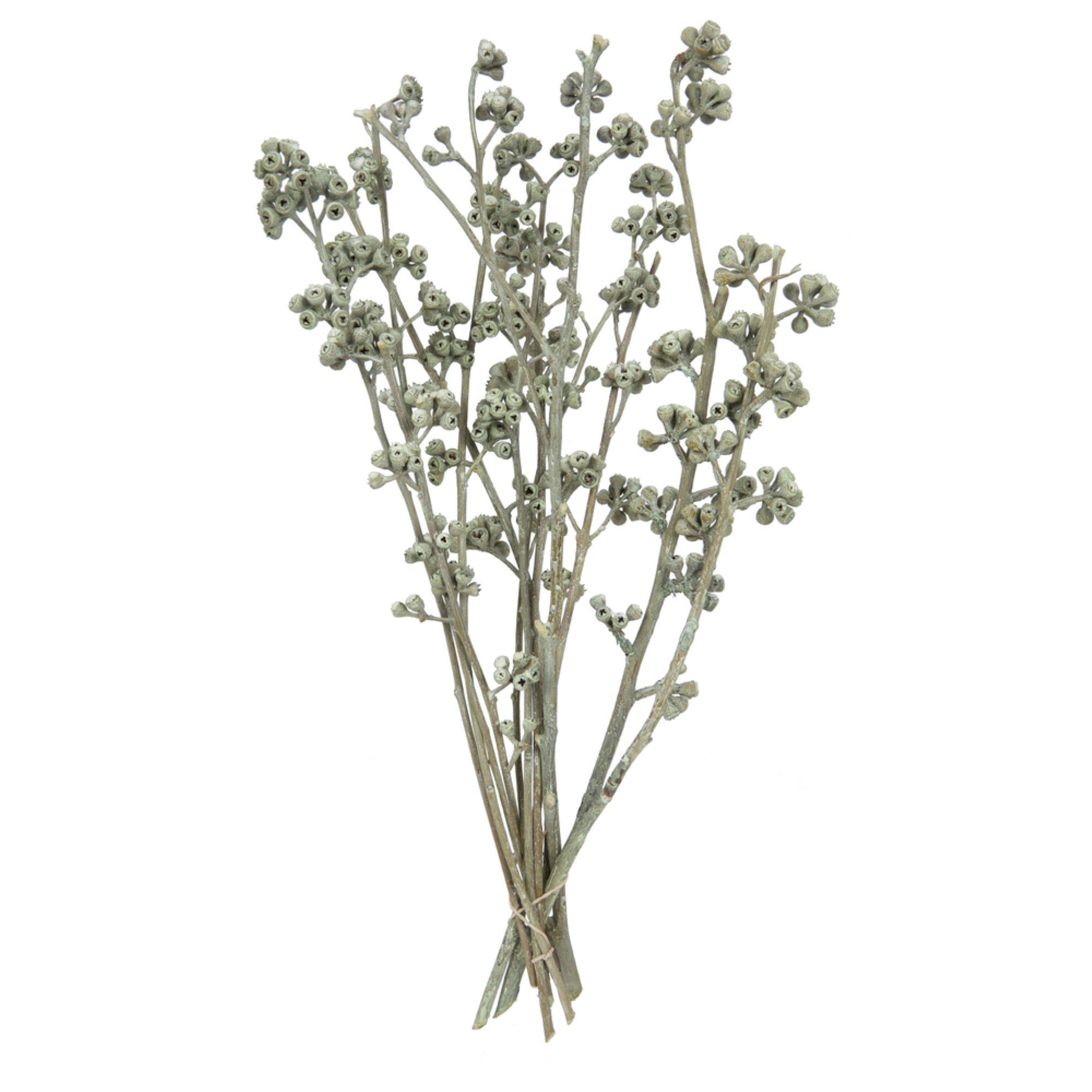 Vickerman Natural Botanicals 13” x 1-3” Red Gum Branch Green Frosted 14 stems per unit