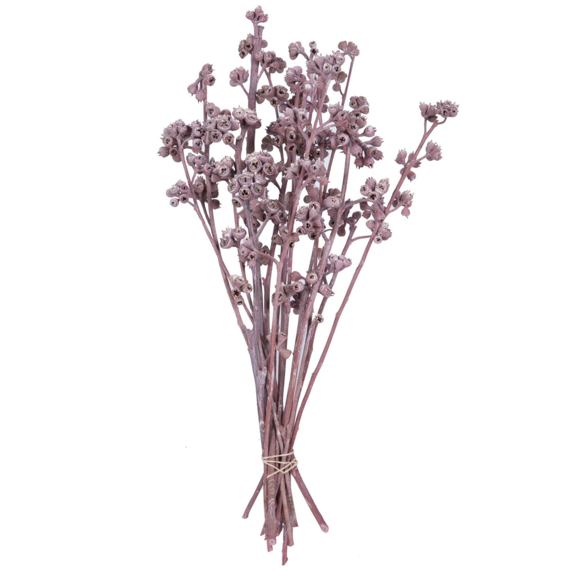 Vickerman Natural Botanicals 13” x 1-3” Red Gum Branch Erika Frosted 14 stems per unit