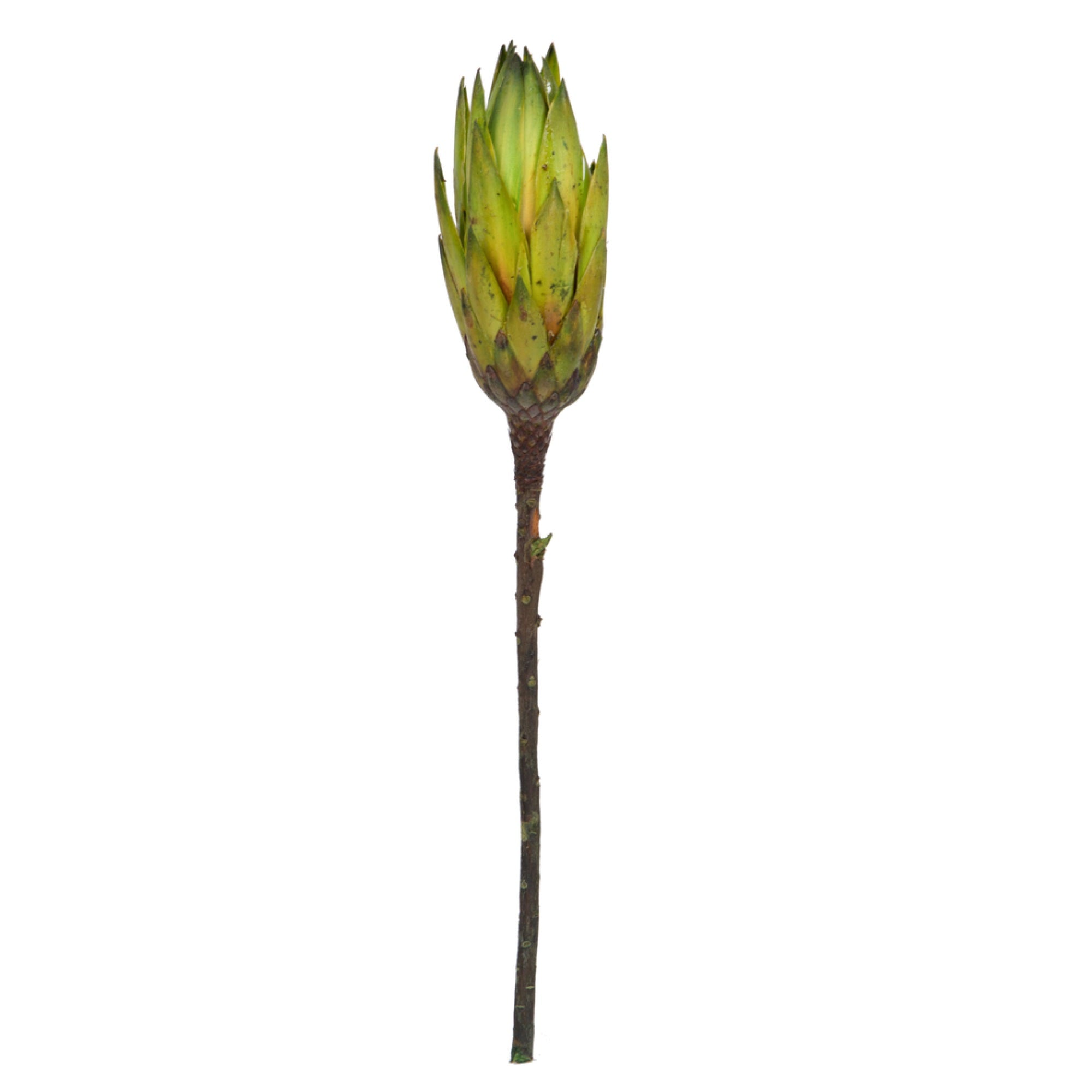 Vickerman 14” Basil Repens on a Natural Stem.  Includes 6 Stems per Bundle Dried