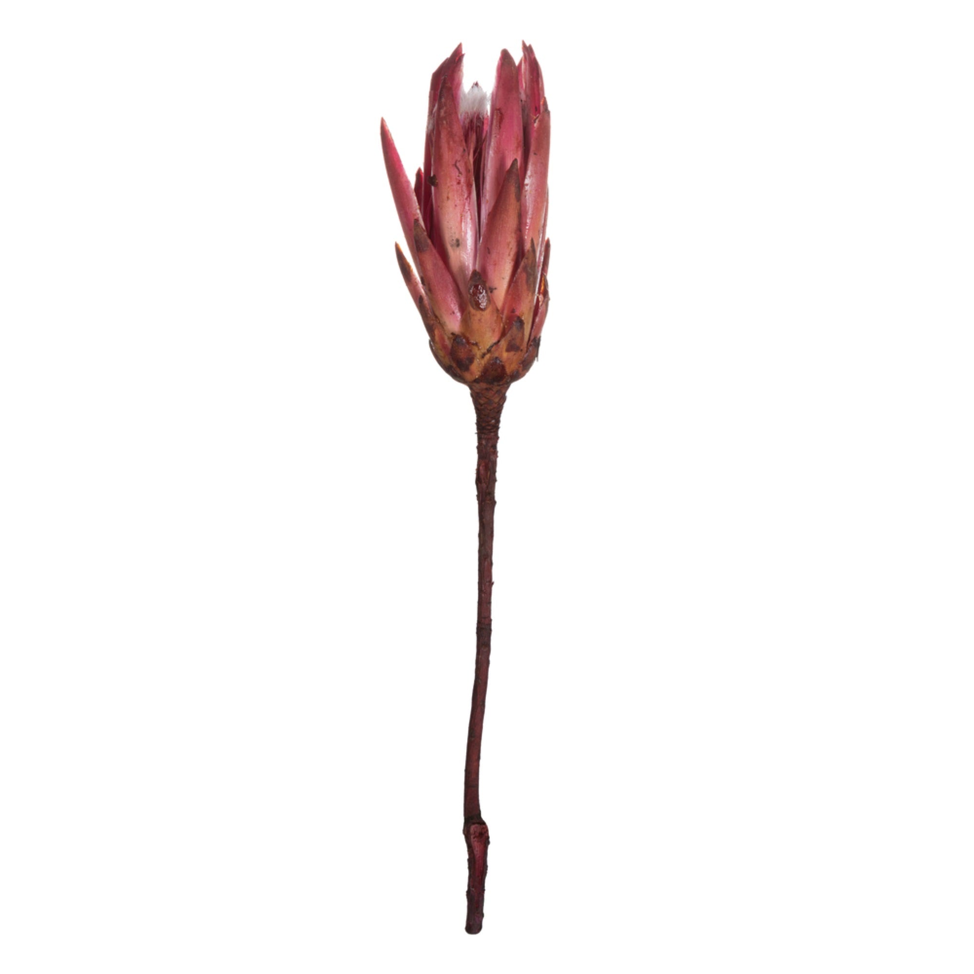 Vickerman 14” Erica Pink Repens on a Natural Stem.  Includes 6 Stems per Bundle Dried