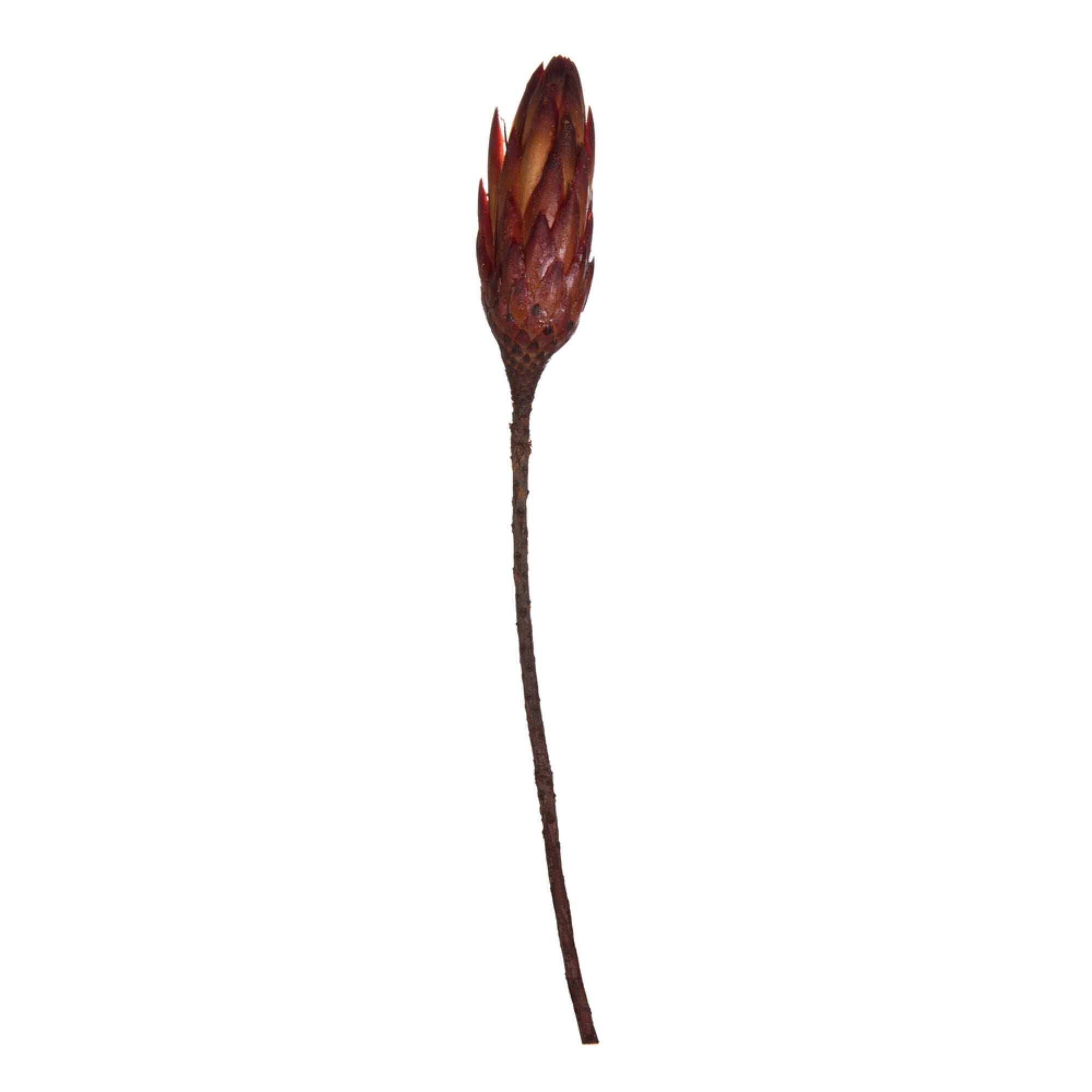 Vickerman 14” Red Repens on a Natural Stem.  Includes 6 Stems per Bundle Dried