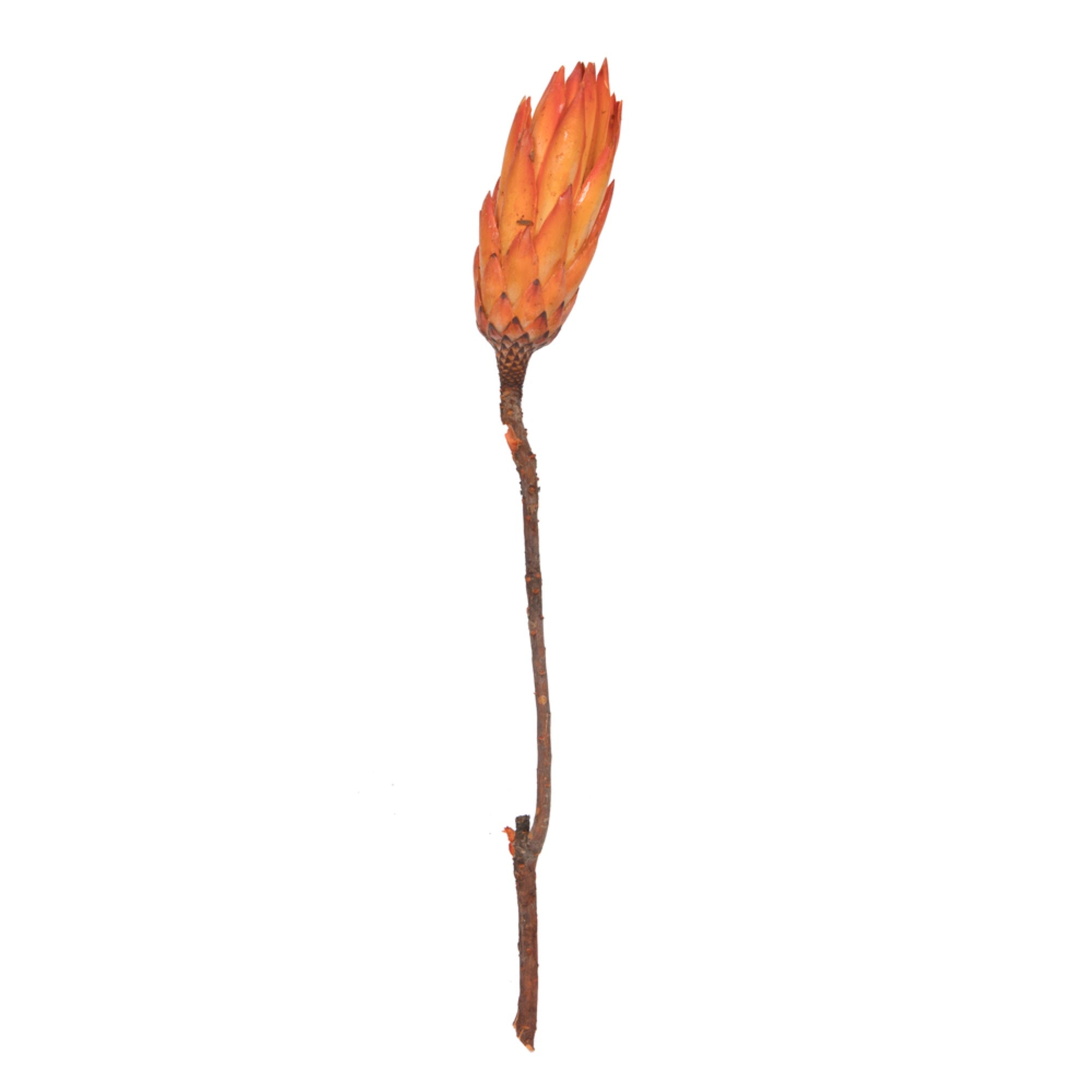 Vickerman 14” Nectarine Repens on a Natural Stem.  Includes 6 Stems per Bunch Dried