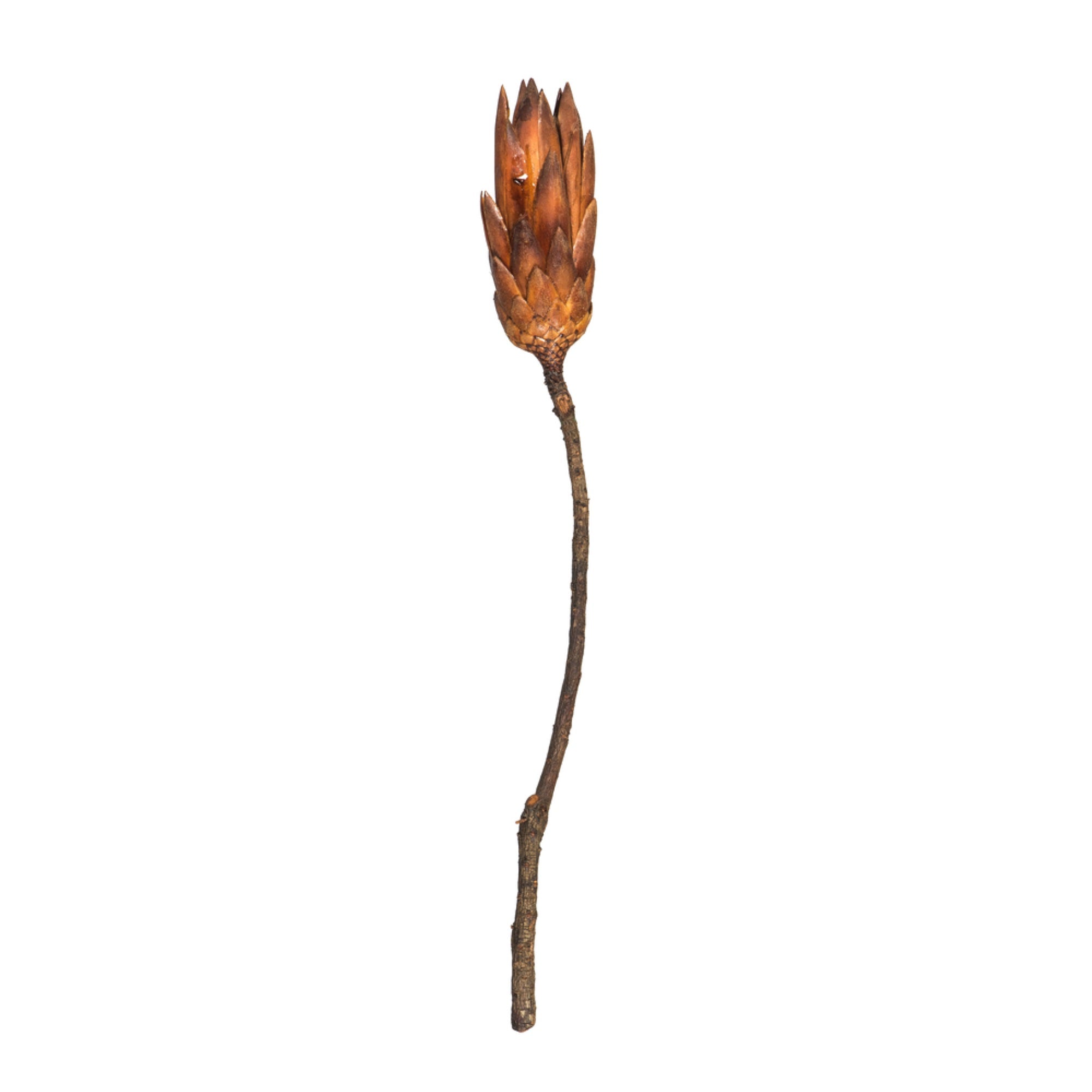Vickerman 14” Mocha Latte Repens on a Natural Stem. Includes 6 Stems per Bundle Dried