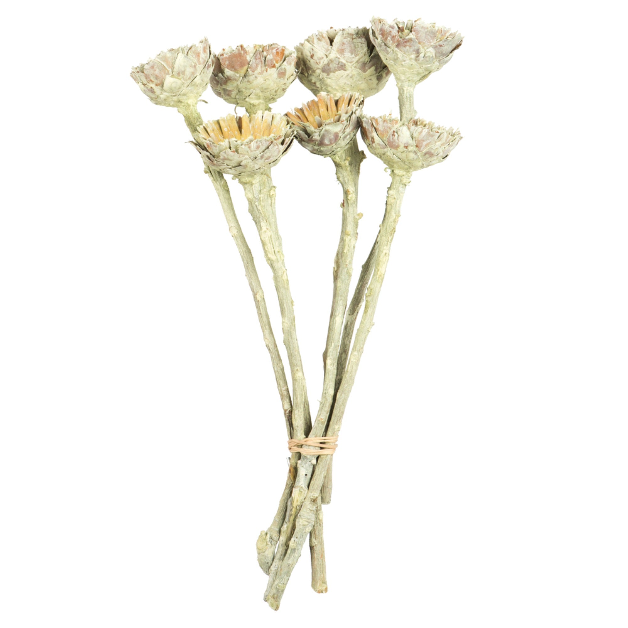 Vickerman 8-12” Frosted Basil Rosette Compacta - Sleeved 7 stems Dried