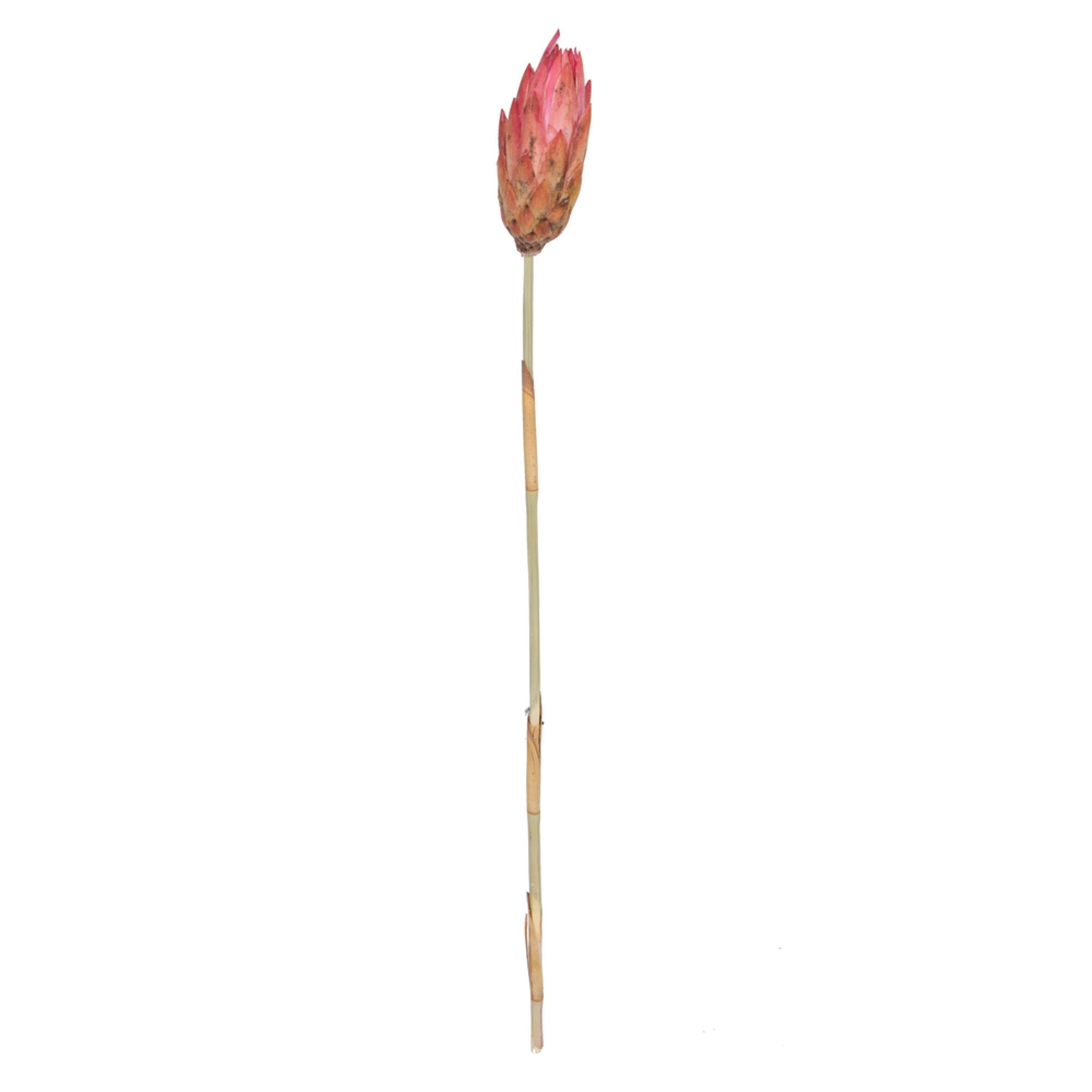 18-24” Erica Pink Repens Reed Stem 20/pk