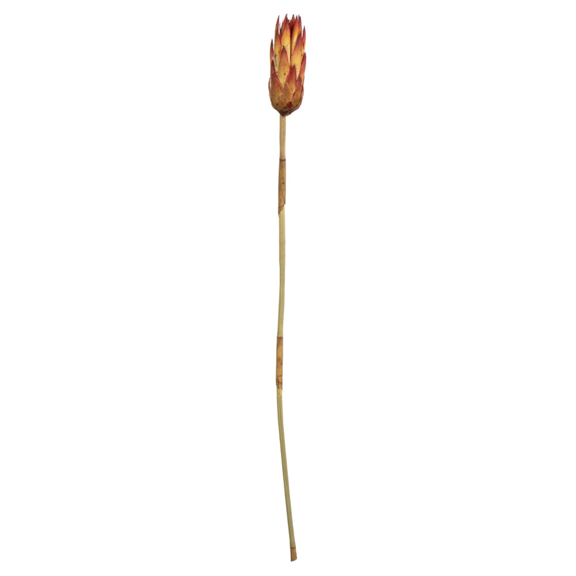 Vickerman 18-24” Red (Natural) Repens on Reed Stem - Sleeved 10 stems Dried