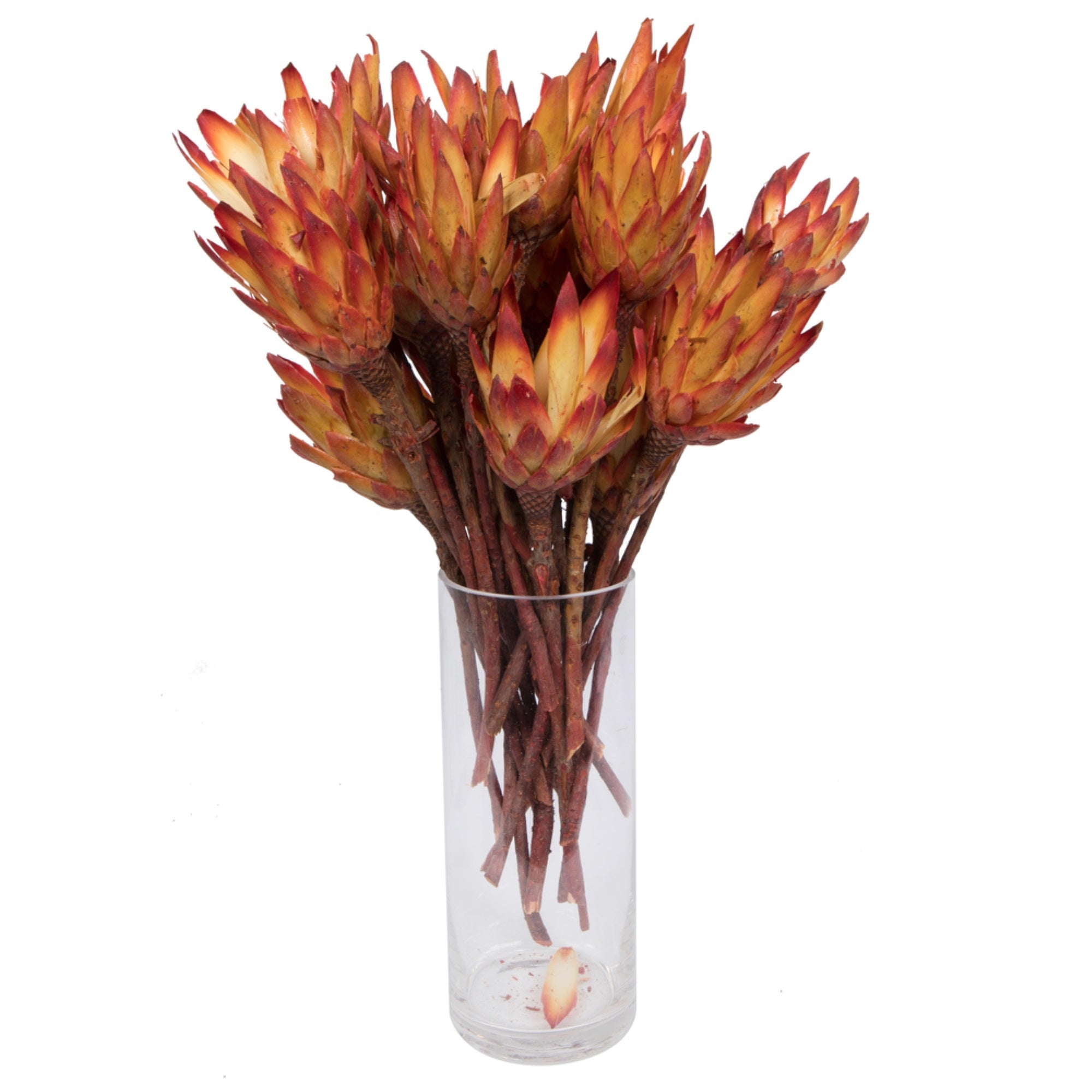 13”x3” Repens Red Sugar Star 25Pc Bunch