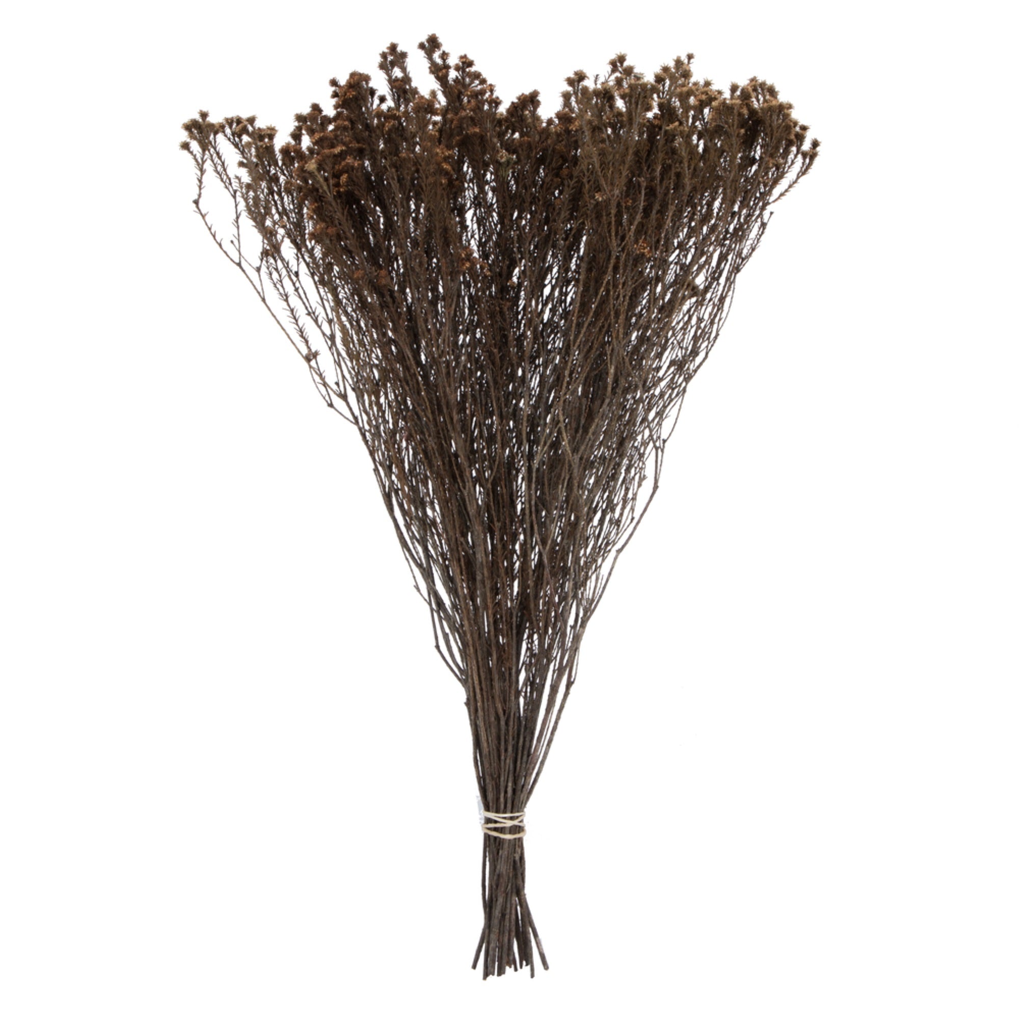 19”x4” Staavia 3.5oz Bunch