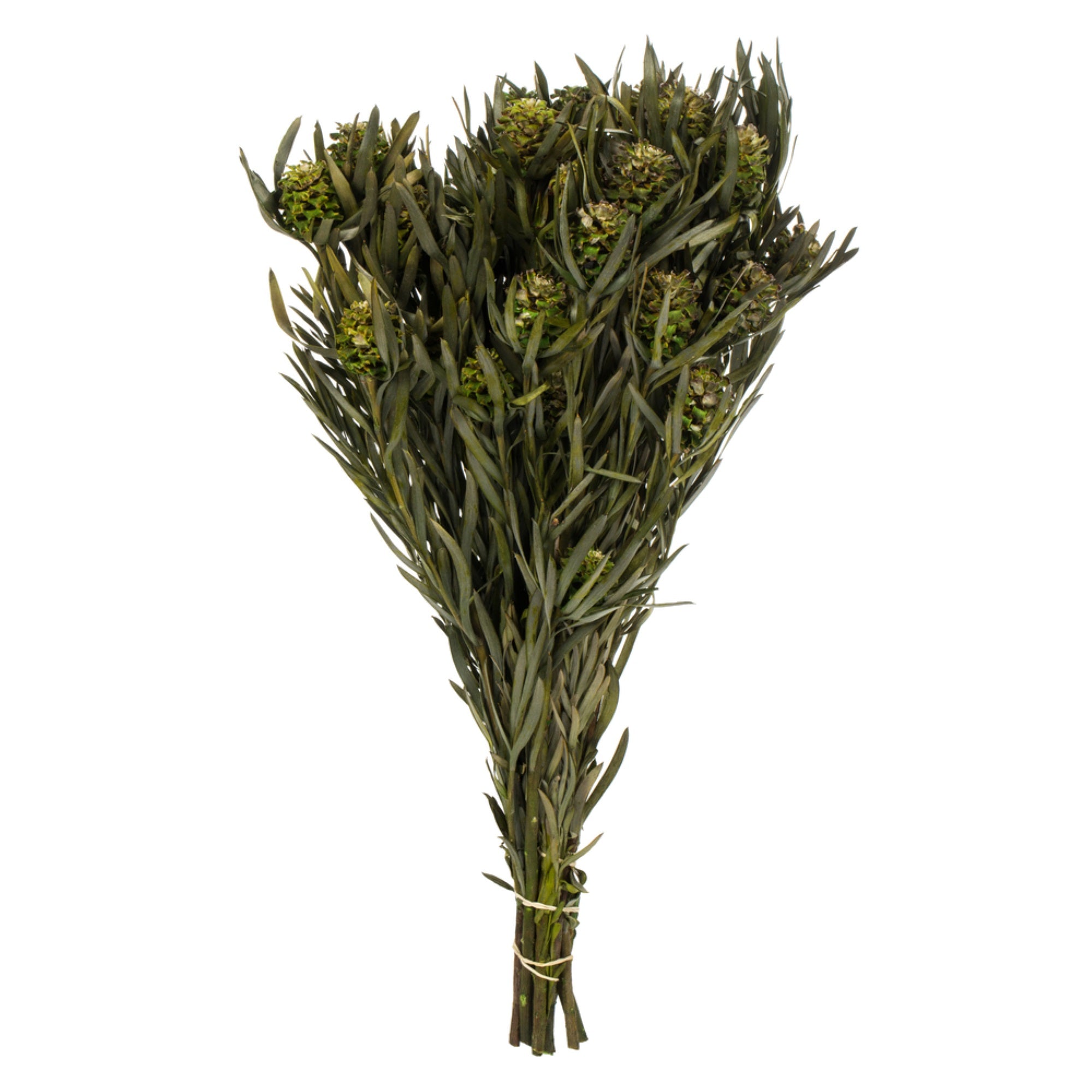12” Green Salignum Cones 7oz Bundle