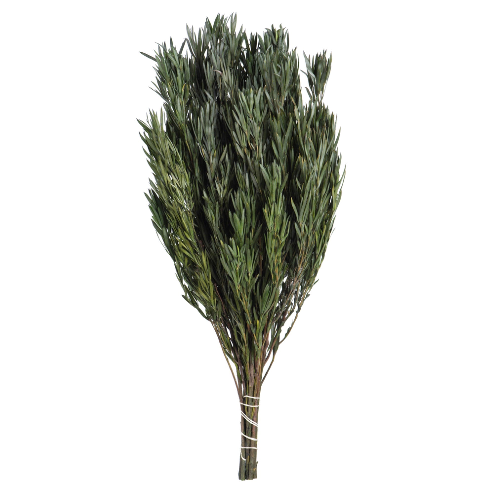 Vickerman 12 Green Salignum Male Includes 6-7 Oz Per Bundle Dried