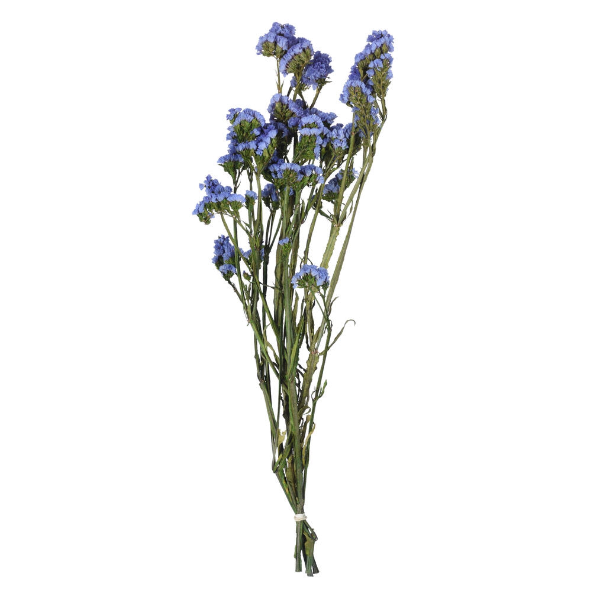 Vickerman Natural Botanicals 19.5” Light Blue Statice Flower 1.25 oz per unit