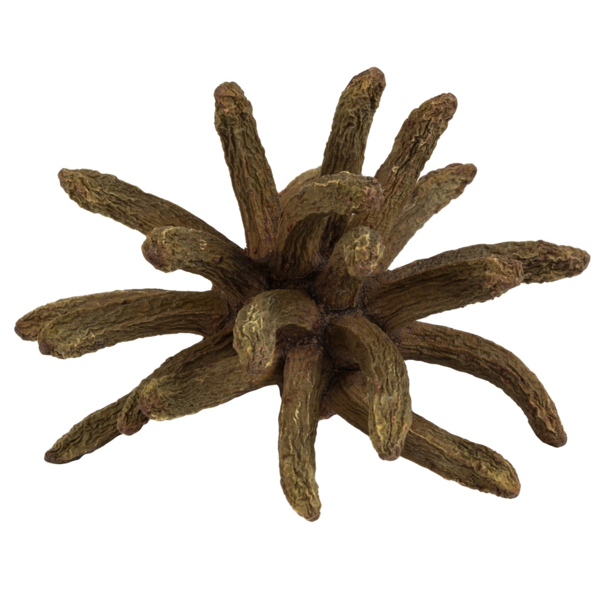 3-4” Natural Green Spider Claws 16-20/pk
