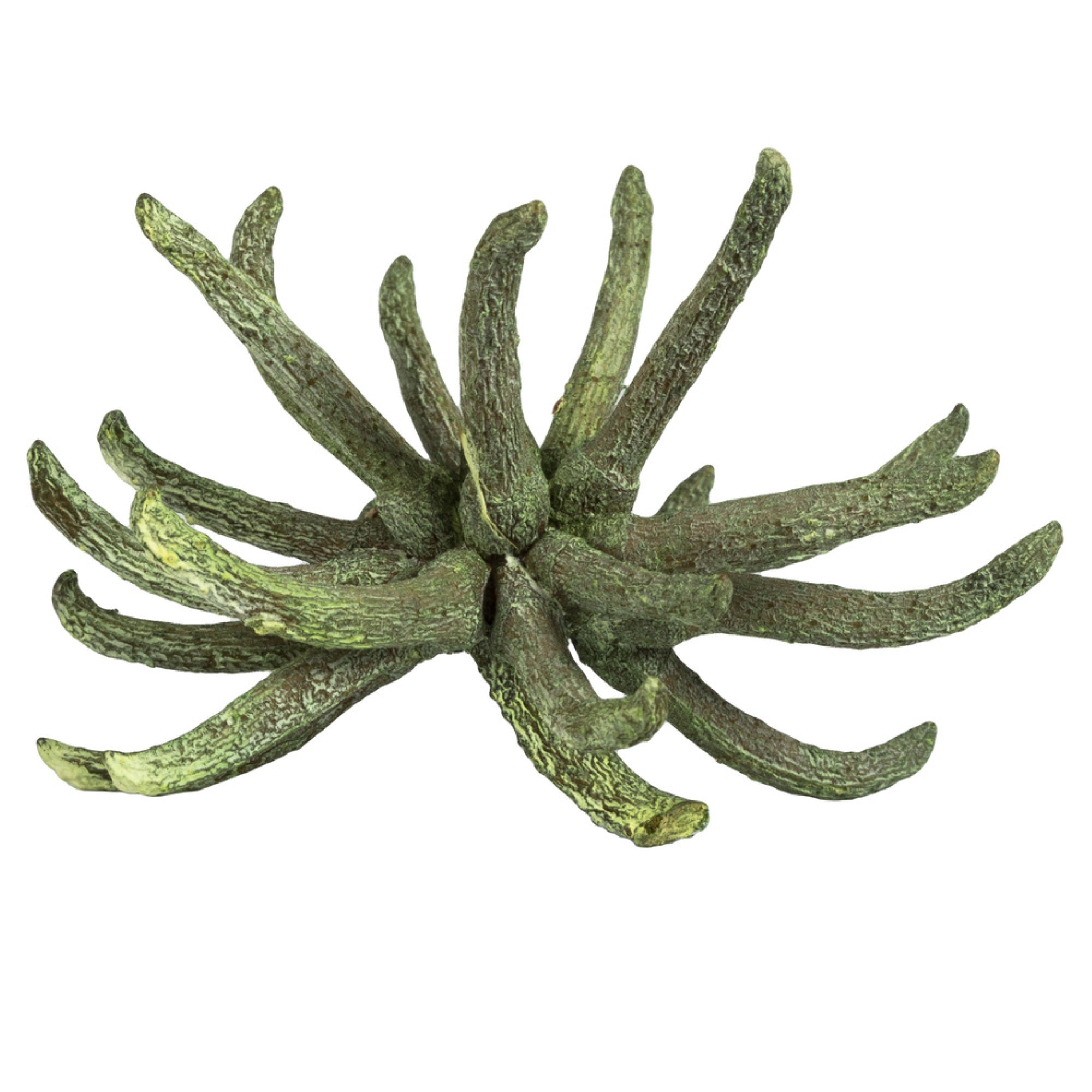 3-4” Frosted Green Spider Claws 16-20/pk