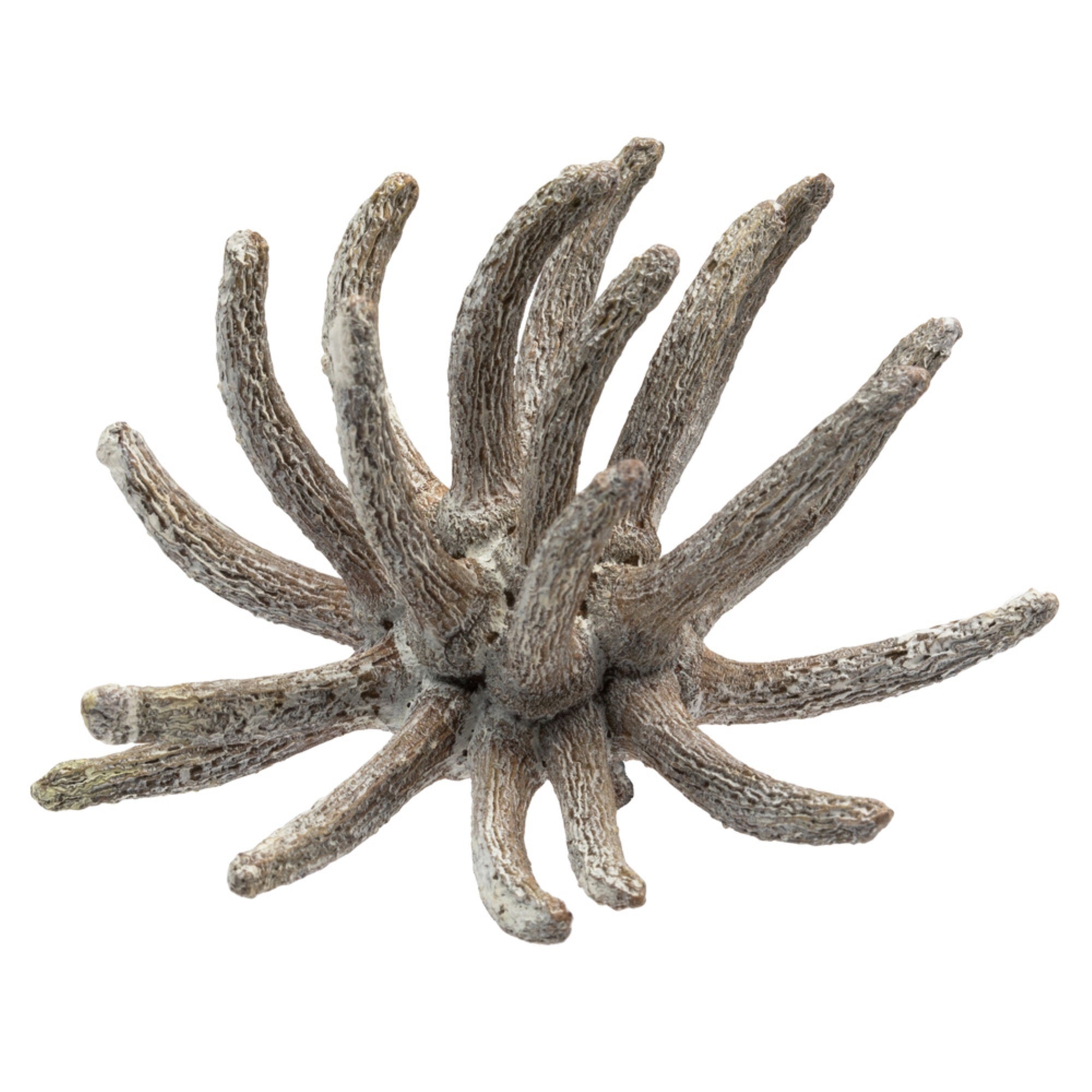 3-4” Frosted White Spider Claws 16-20/pk