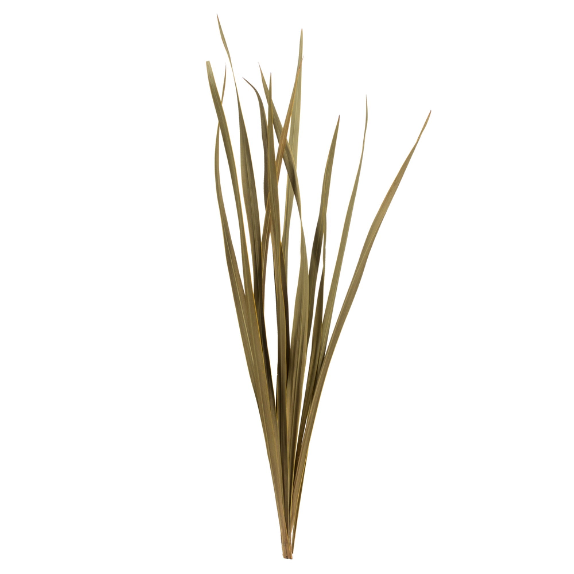 18-30” Natural Snake Grass - 36 Stems