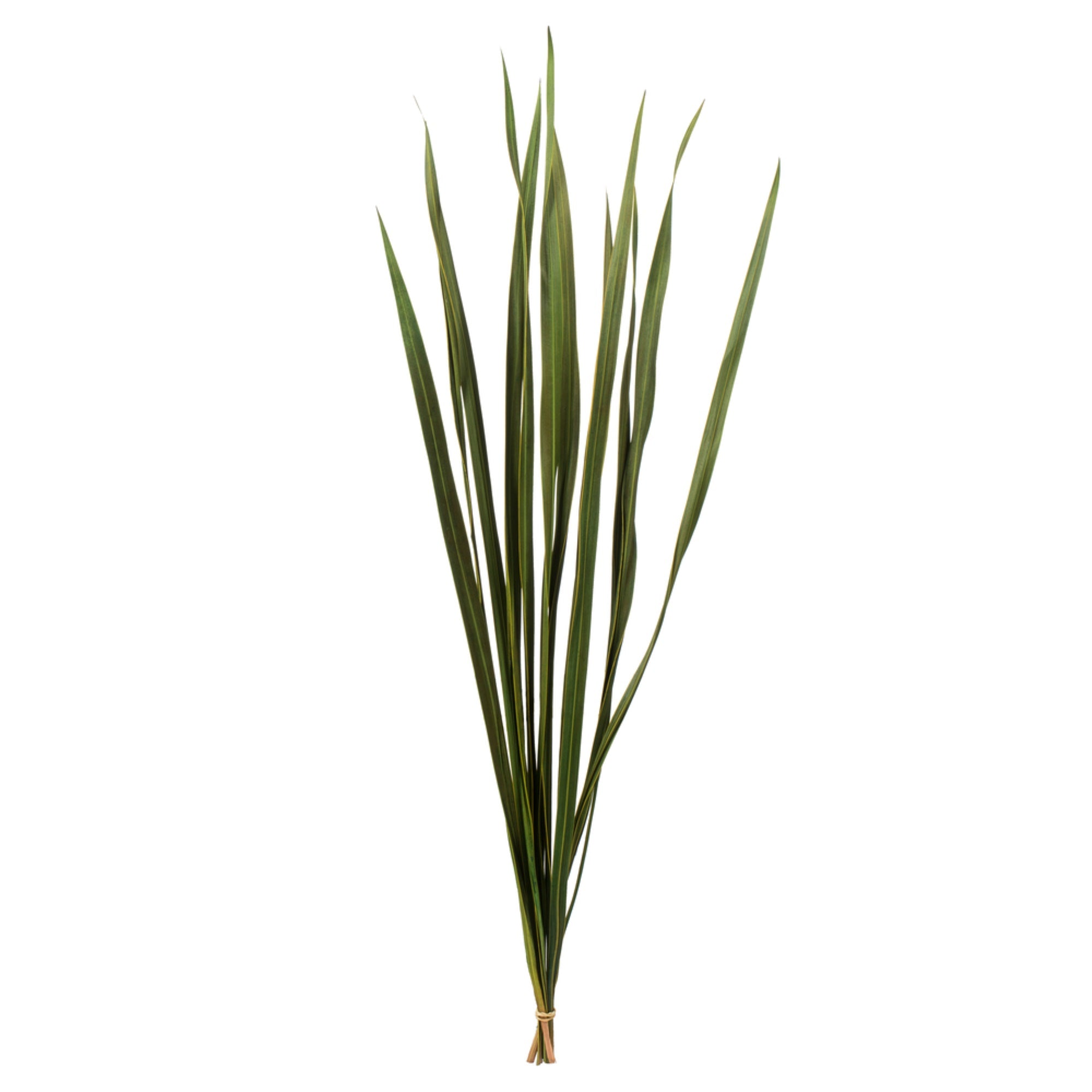 18-30” Basil Snake Grass - 36 Stems