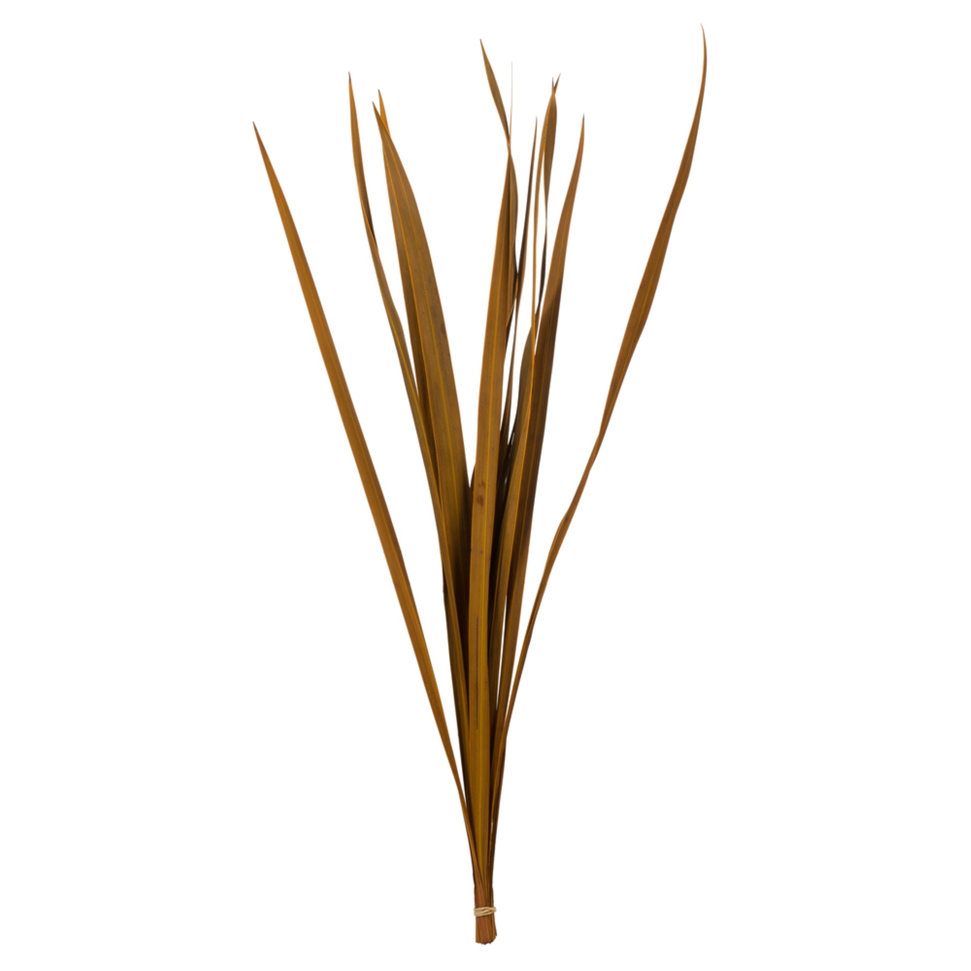18-30” Asp Gold Snake Grass - 36 Stems