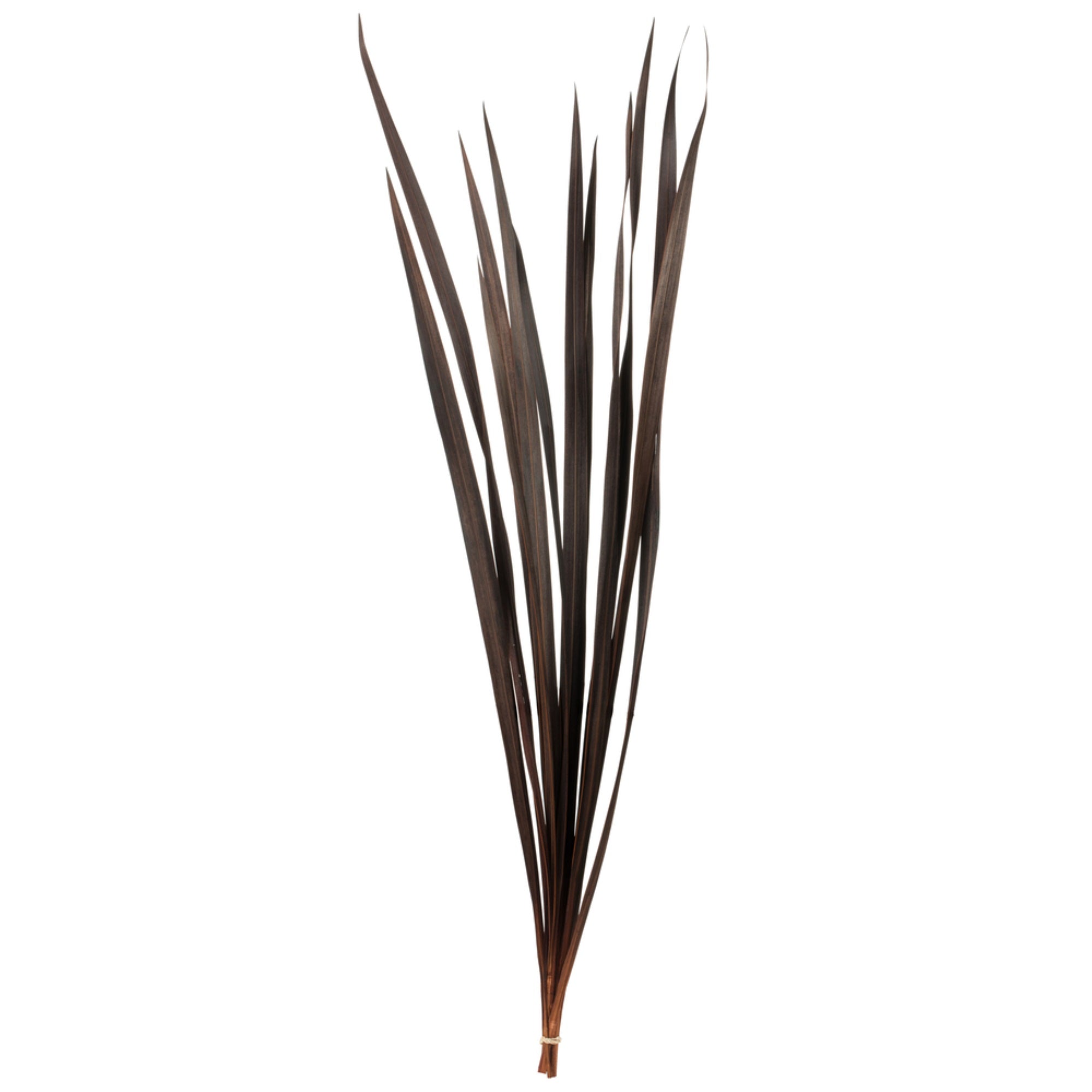 18-30” Brown Snake Grass - 36 Stems