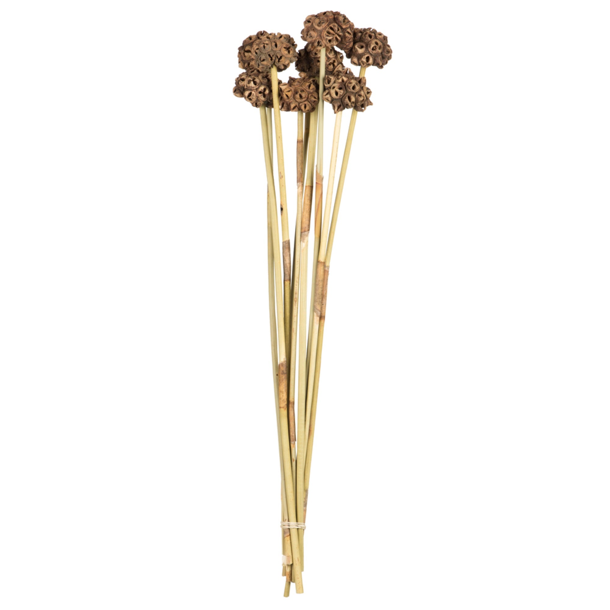 Vickerman 18-24” Natural Spider Knobs on Reed Stem 9 stems Dried