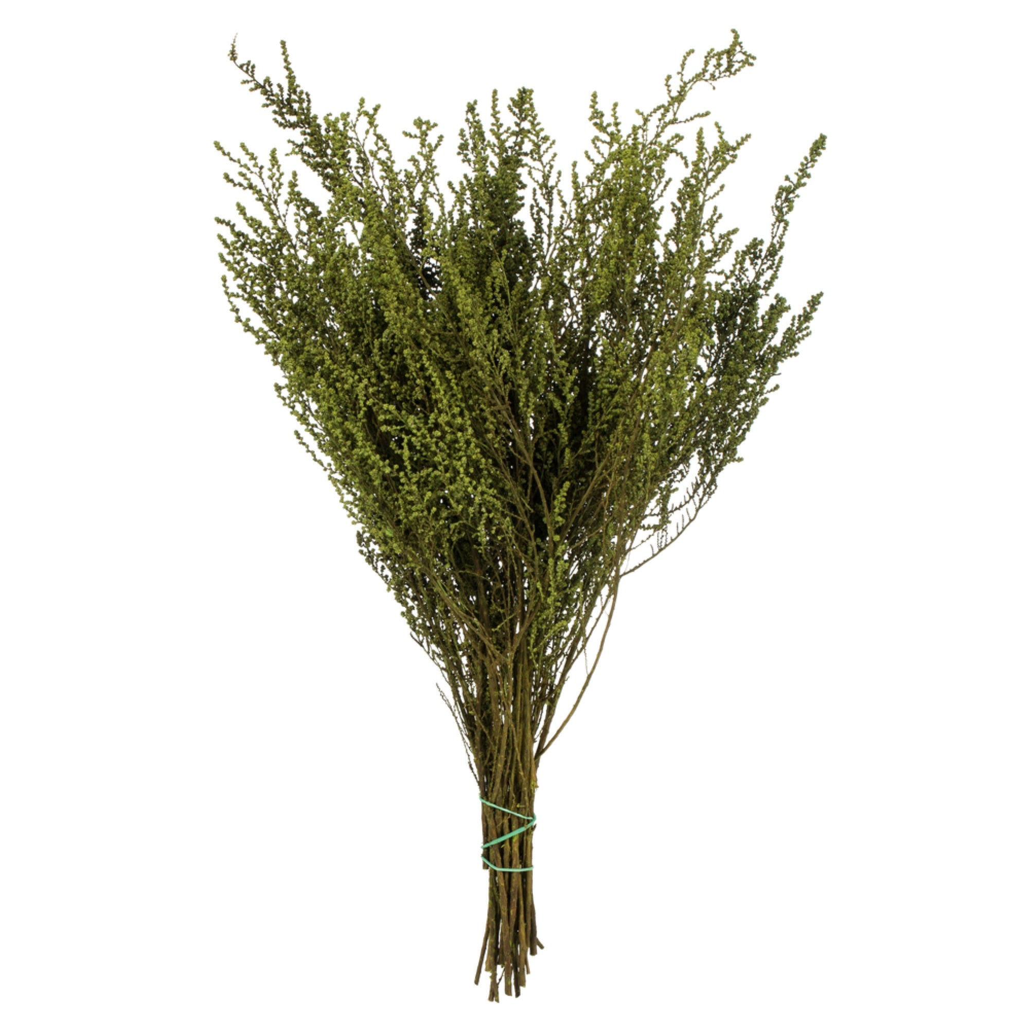 14” Oasis Green Stoebe 5oz Bundle 2Pk